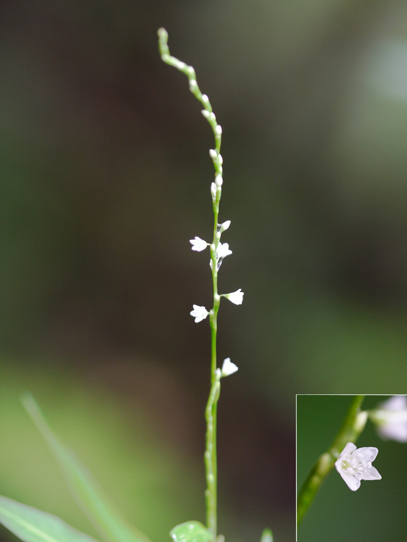 Afficher le média persicaria_decipiens4md persicaria_decipiens4md