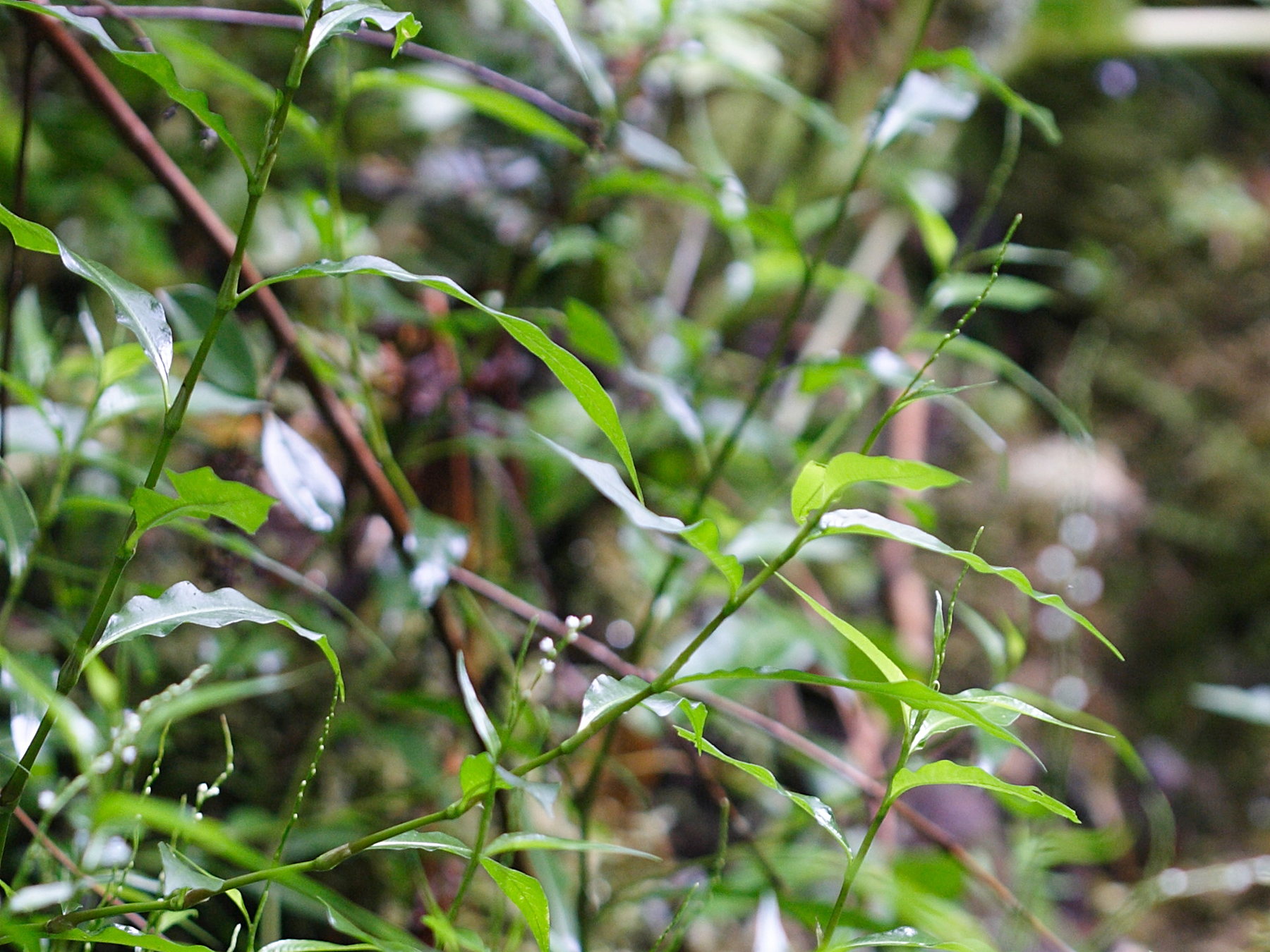 Afficher le média persicaria_decipiens5md persicaria_decipiens5md