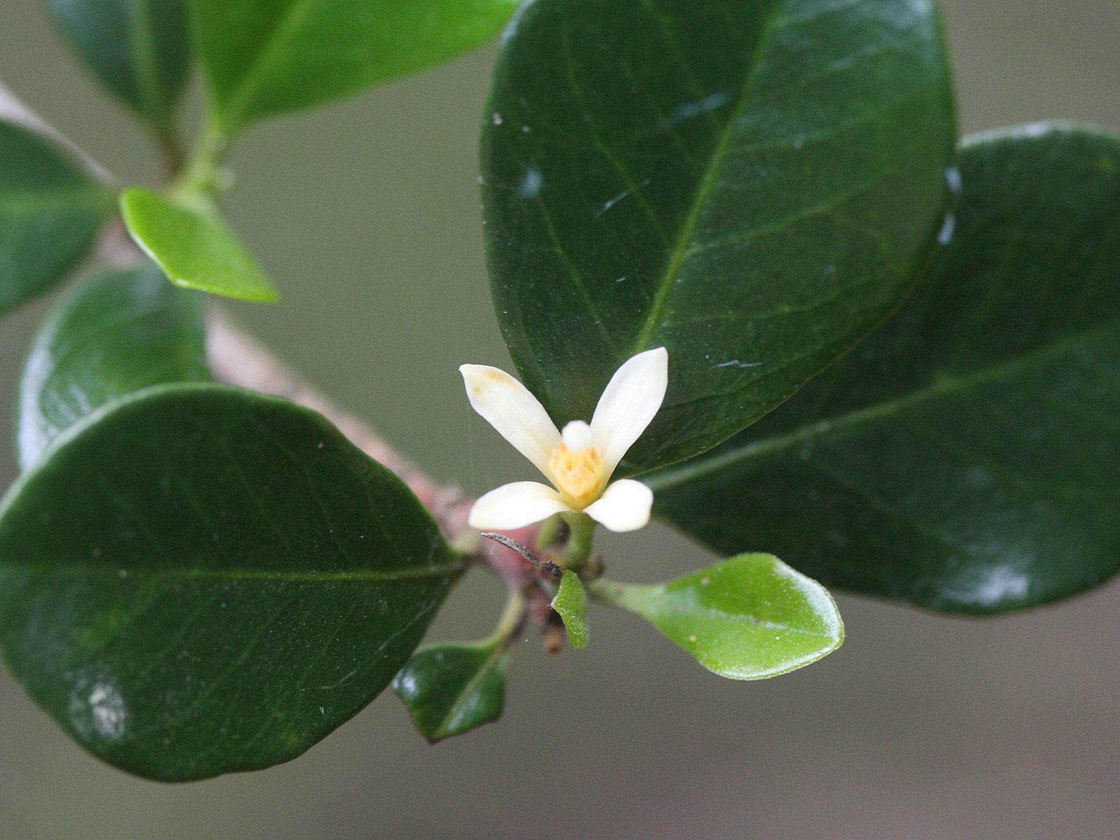 Afficher le média turraea_thouarsiana2md turraea_thouarsiana2md