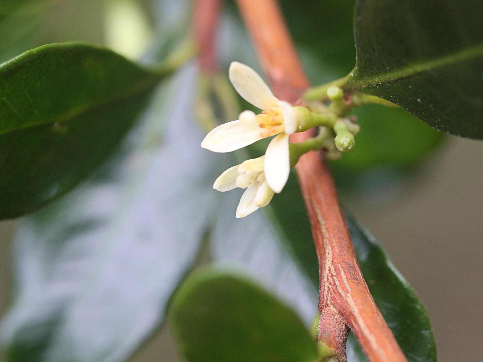 Afficher le média turraea_thouarsiana3md turraea_thouarsiana3md