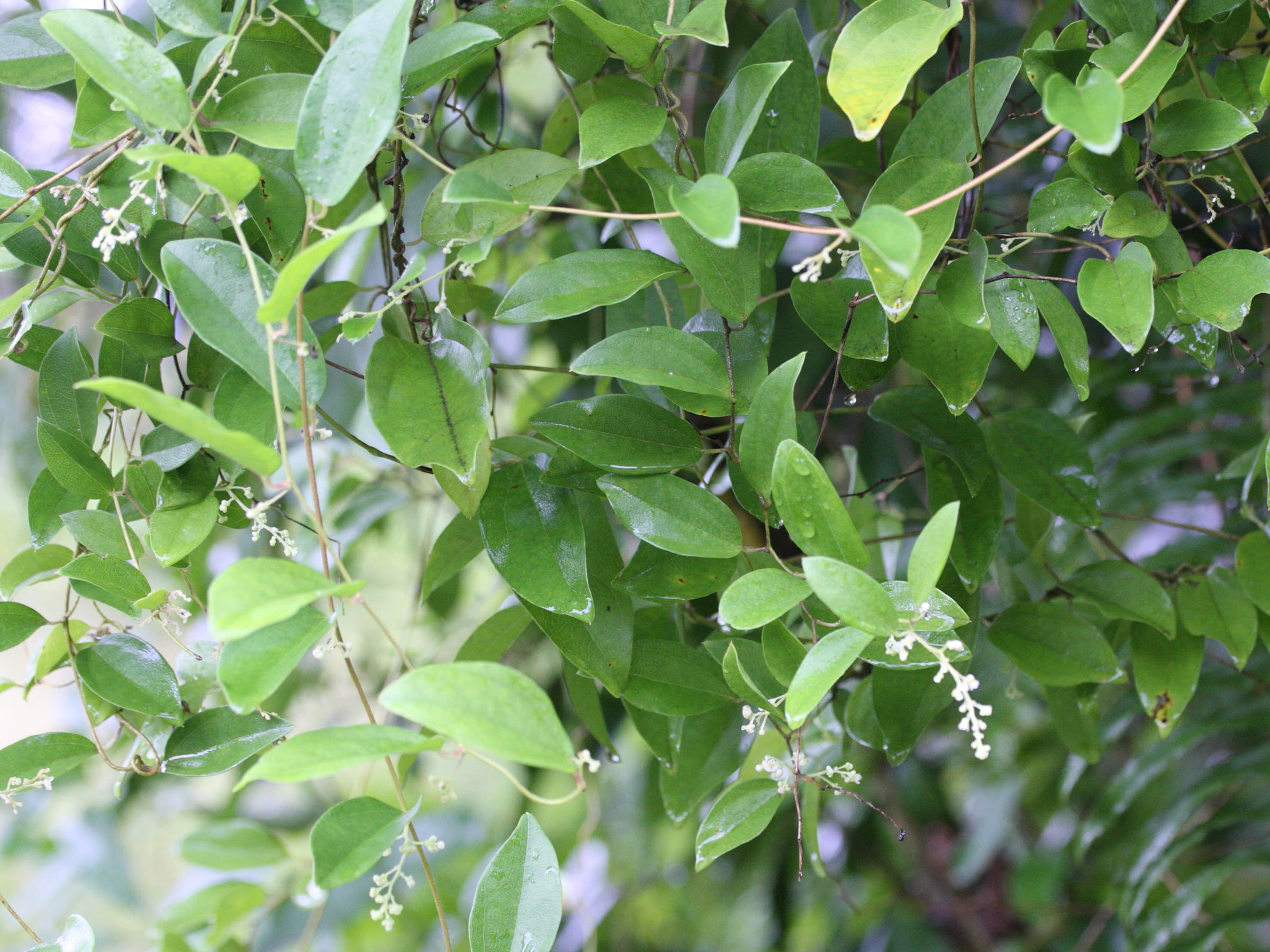 cocculus_orbiculatus1md