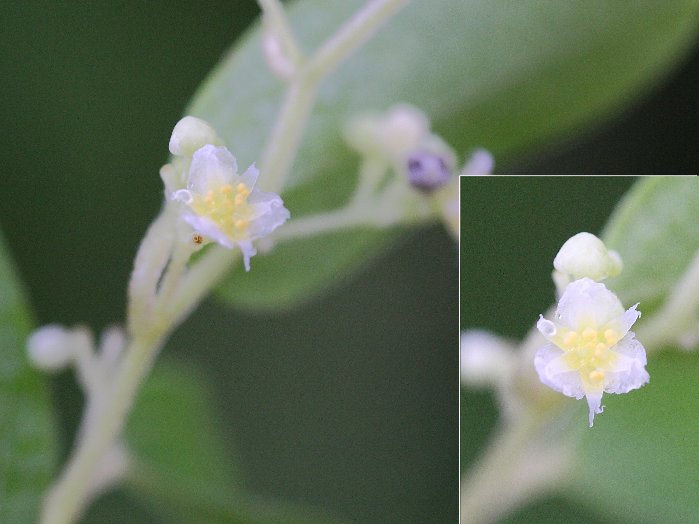 cocculus_orbiculatus2md