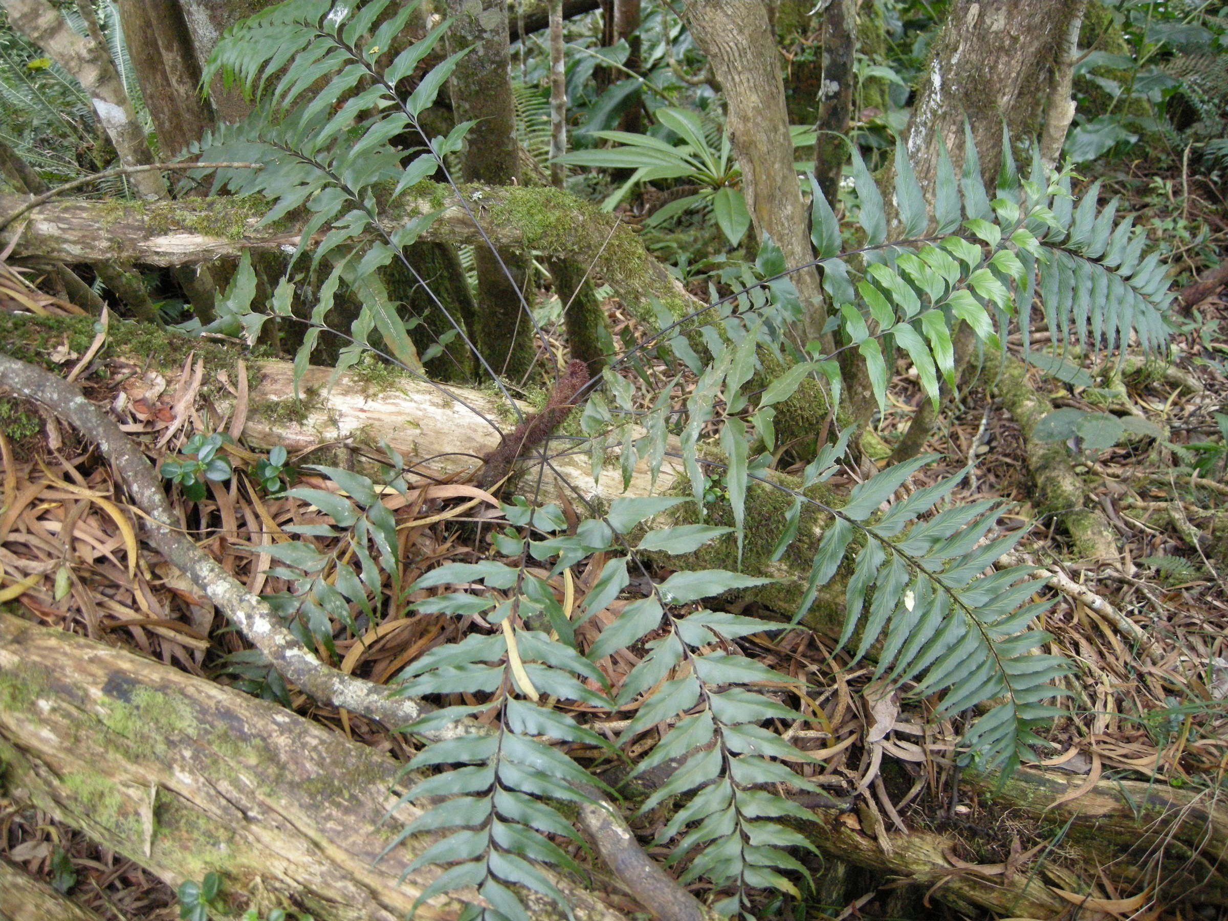 Afficher le média asplenium_nitens1md asplenium_nitens1md