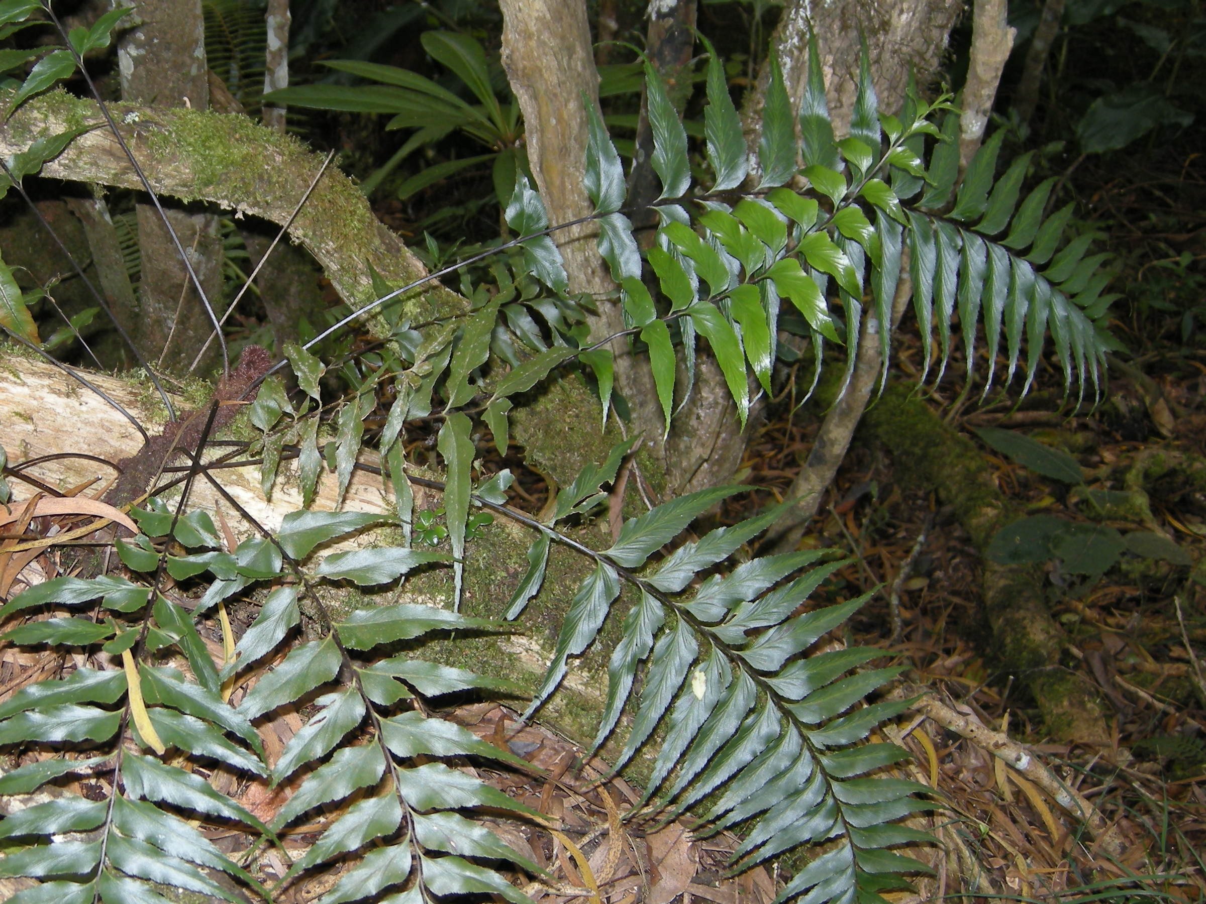 Afficher le média asplenium_nitens2md asplenium_nitens2md