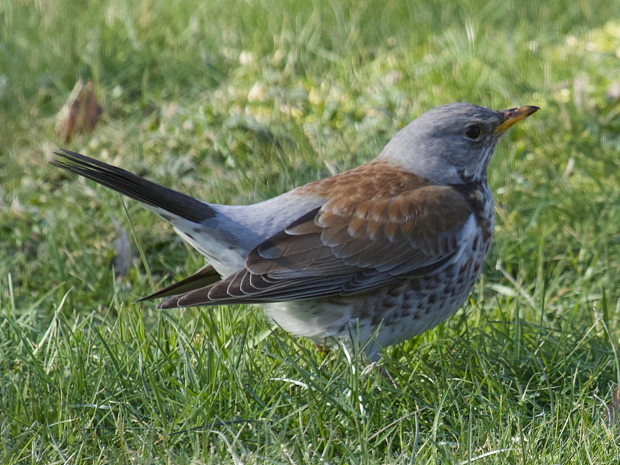 grive_litorne_-_turdus_pilaris7md