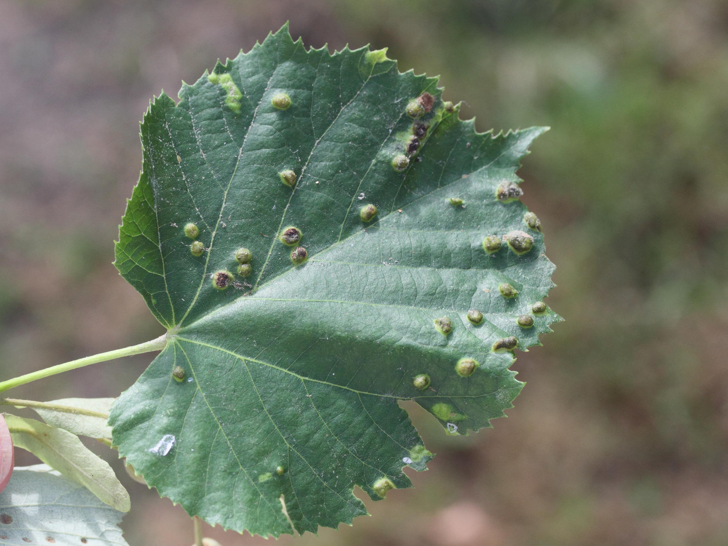 Afficher le média phytoptus_erinotes1md phytoptus_erinotes1md