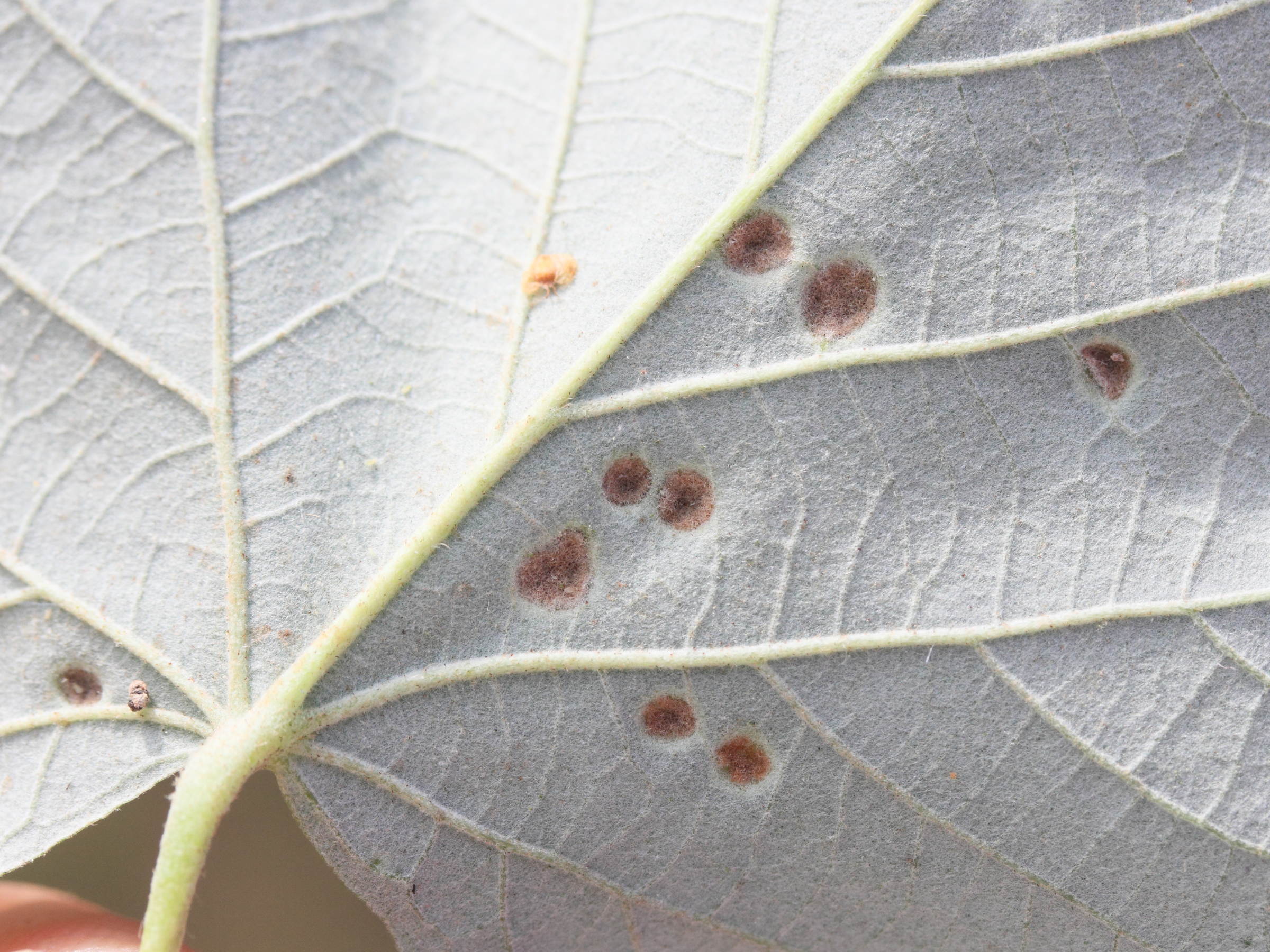 Afficher le média phytoptus_erinotes2md phytoptus_erinotes2md