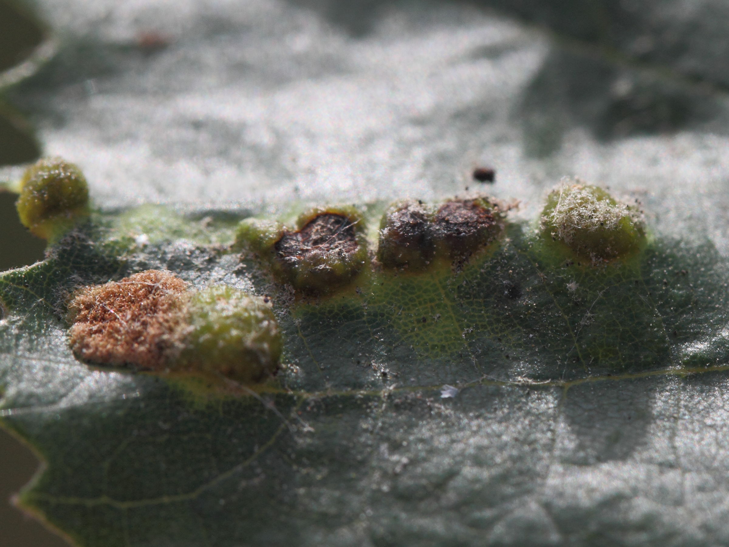 Afficher le média phytoptus_erinotes3md phytoptus_erinotes3md