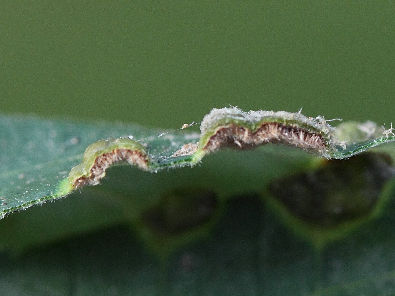 Afficher le média phytoptus_erinotes4md phytoptus_erinotes4md