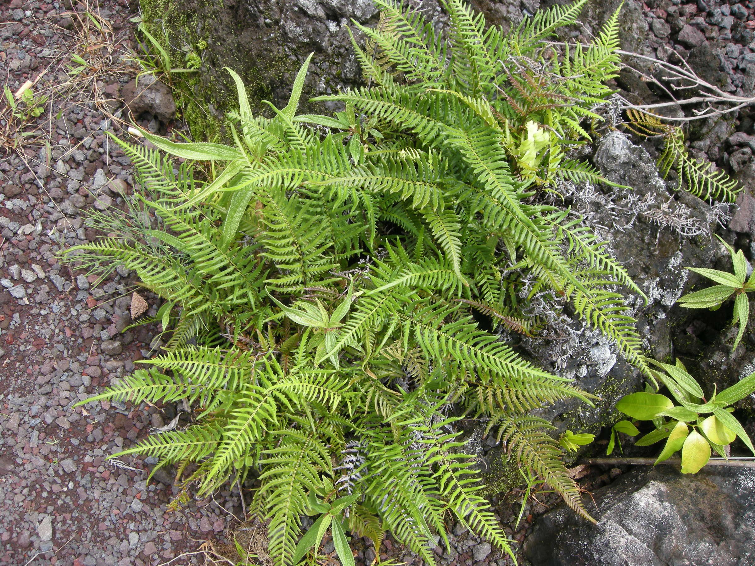 pityrogramma_calomelanos1md