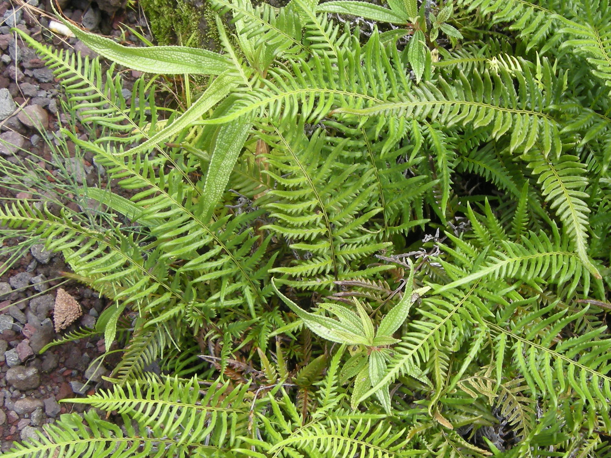 pityrogramma_calomelanos2md