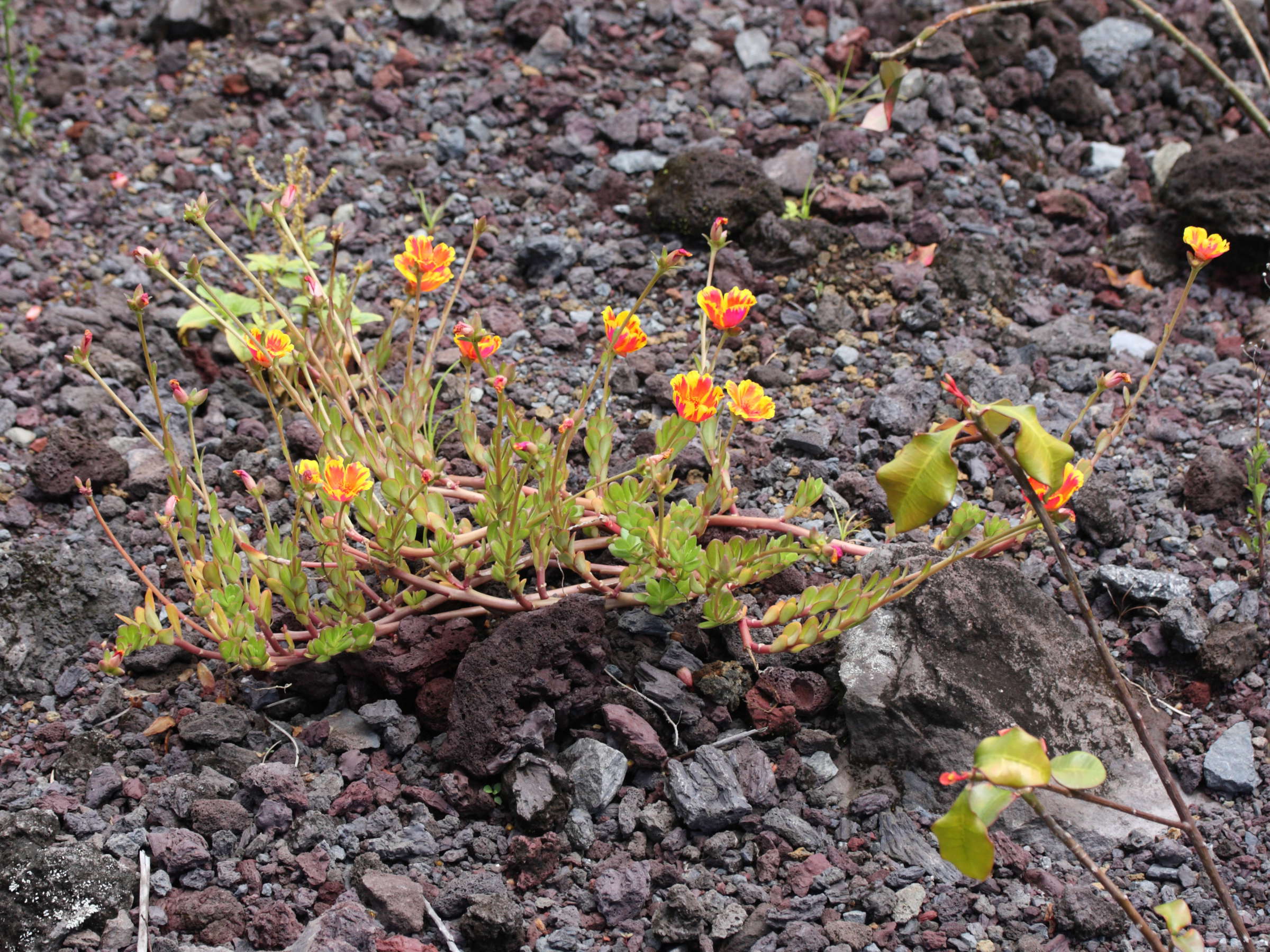 Afficher le média portulaca_grandiflora1md portulaca_grandiflora1md