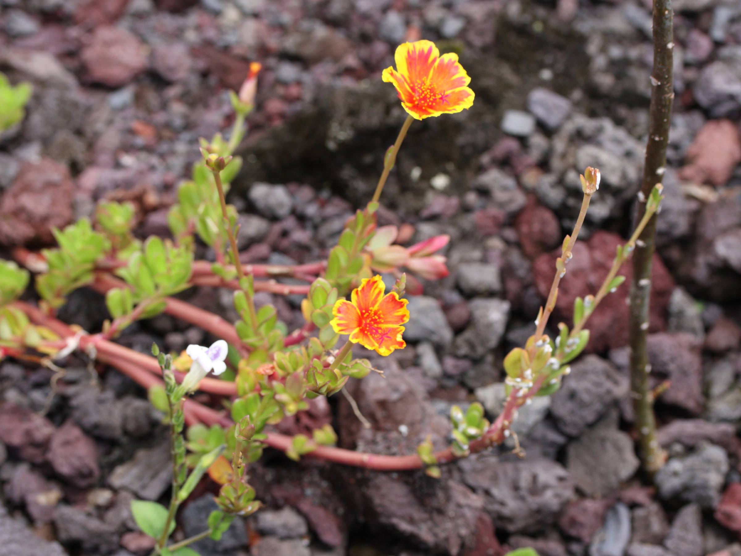 Afficher le média portulaca_grandiflora2md portulaca_grandiflora2md