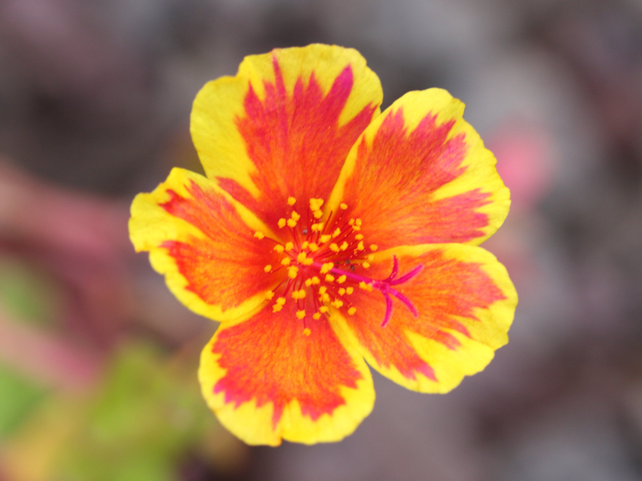 Afficher le média portulaca_grandiflora3md portulaca_grandiflora3md