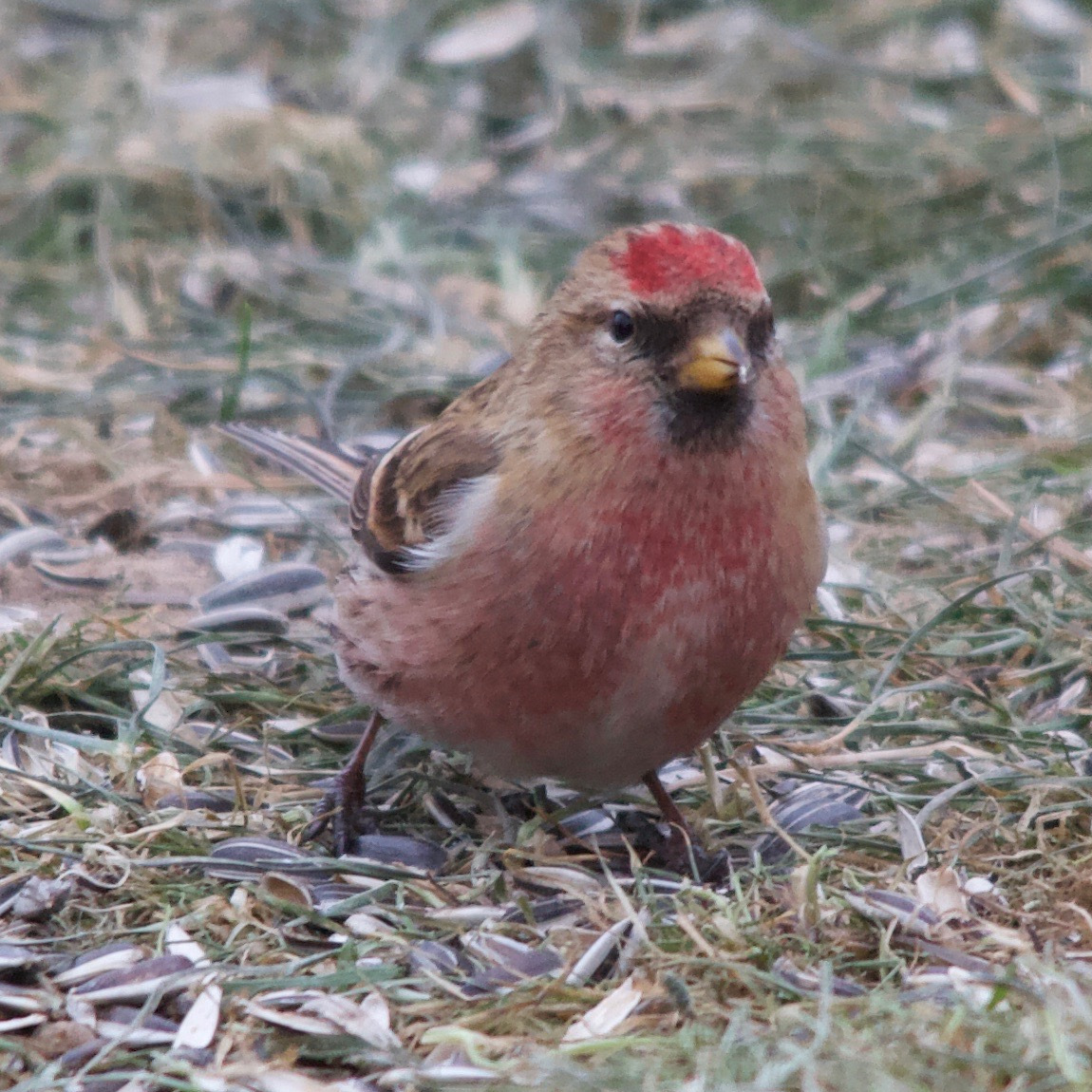 Afficher le média sizerin_cabaret_-_acanthis_cabaret2md sizerin_cabaret_-_acanthis_cabaret2md