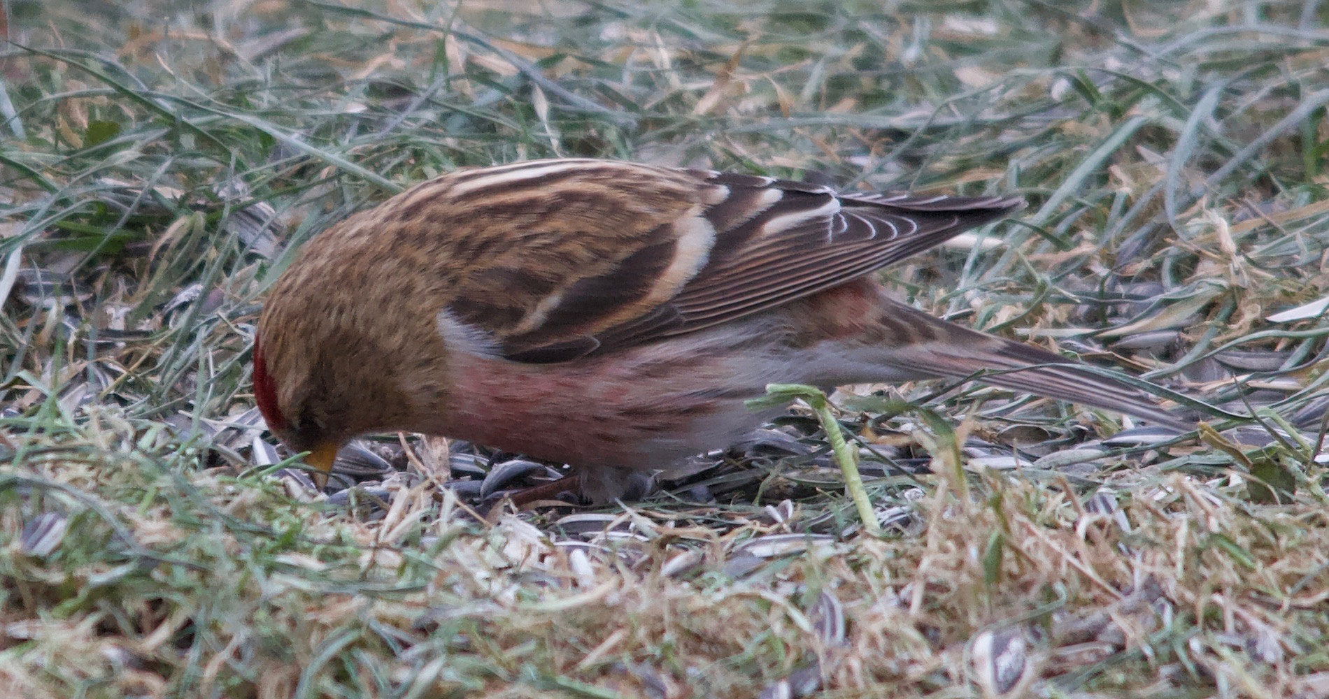 Afficher le média sizerin_cabaret_-_acanthis_cabaret3md sizerin_cabaret_-_acanthis_cabaret3md