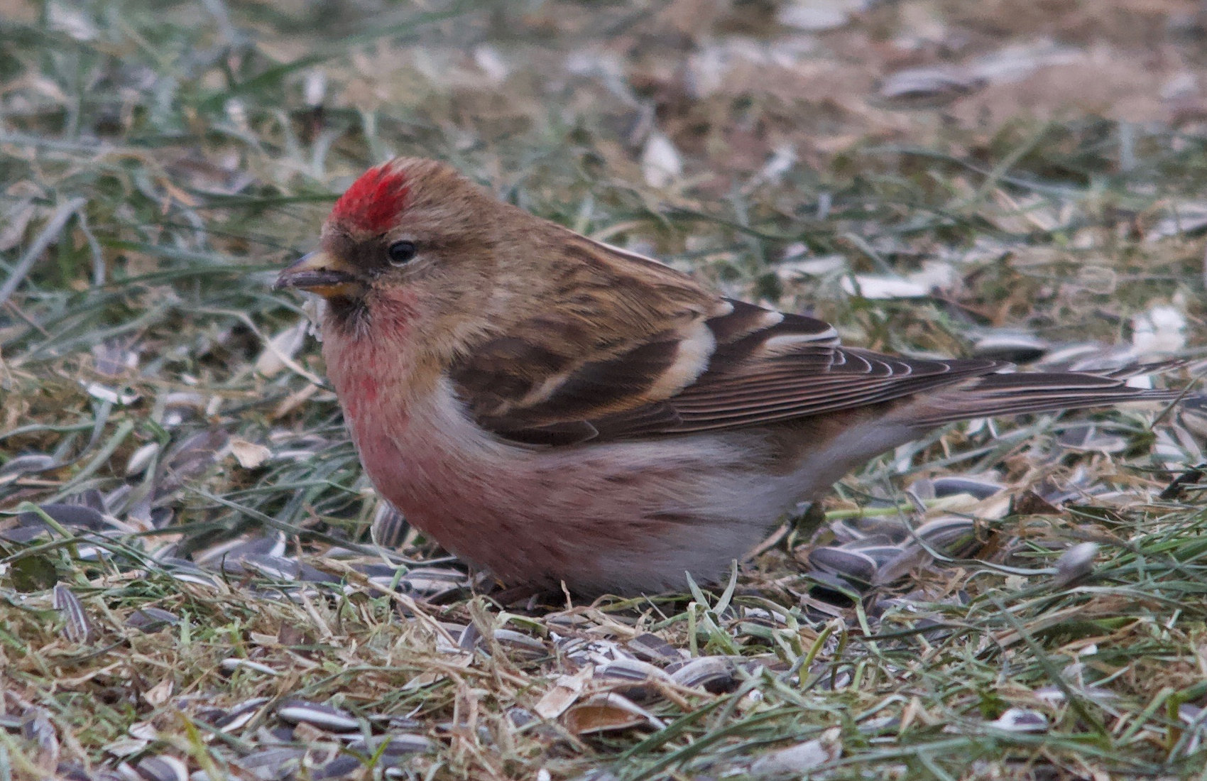 Afficher le média sizerin_cabaret_-_acanthis_cabaret4md sizerin_cabaret_-_acanthis_cabaret4md