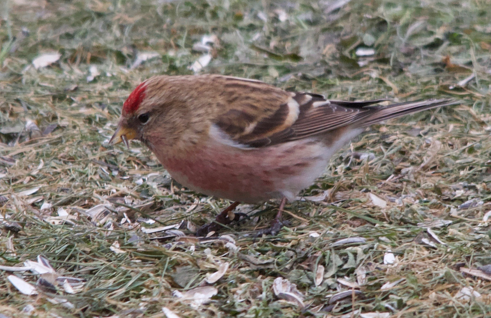 Afficher le média sizerin_cabaret_-_acanthis_cabaret5md sizerin_cabaret_-_acanthis_cabaret5md