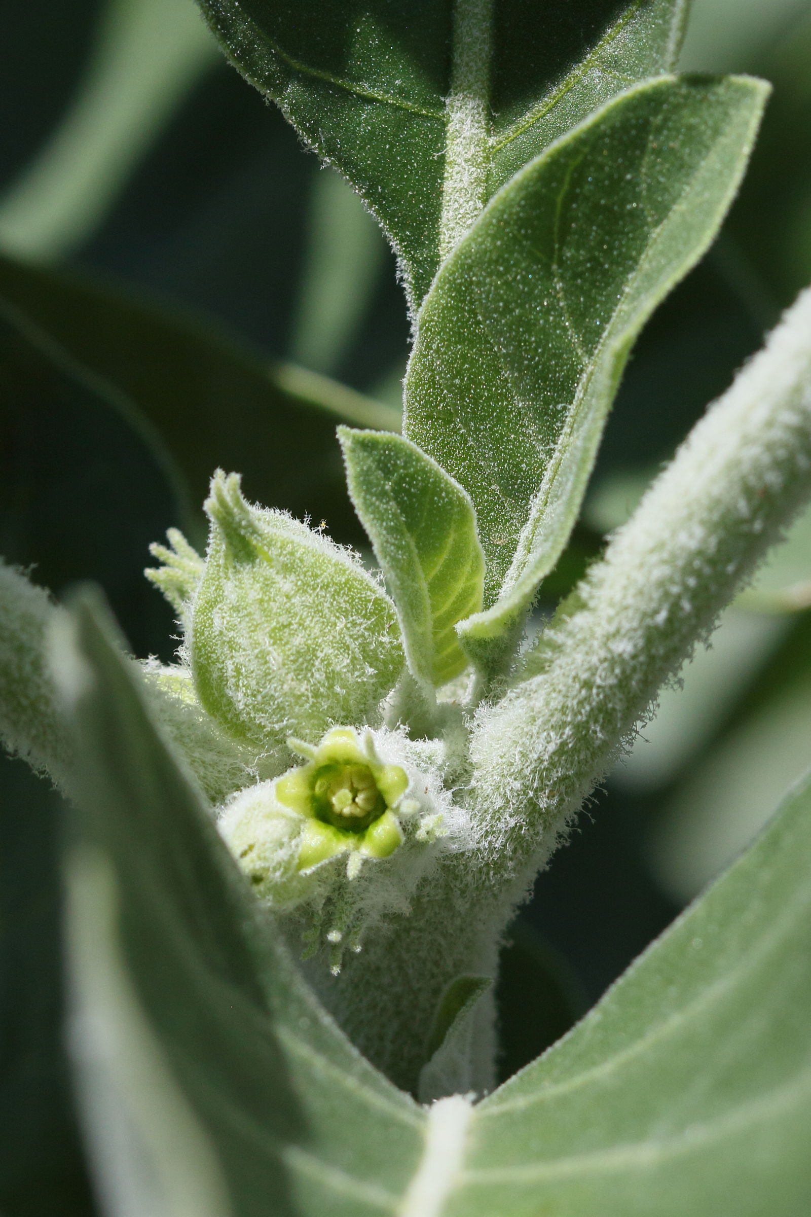 Afficher le média withania_somnifera4bd withania_somnifera4bd