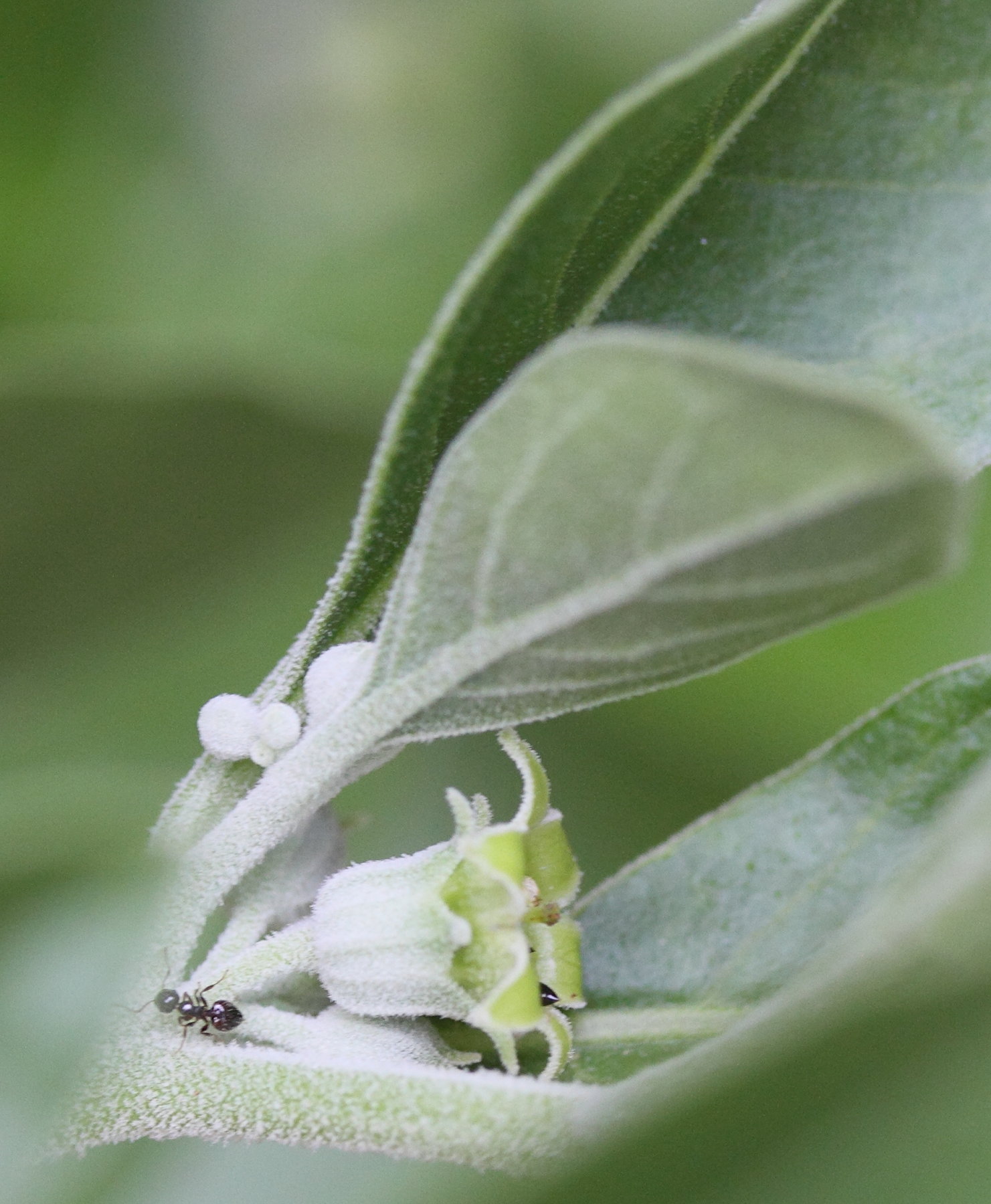 Afficher le média withania_somnifera5md withania_somnifera5md