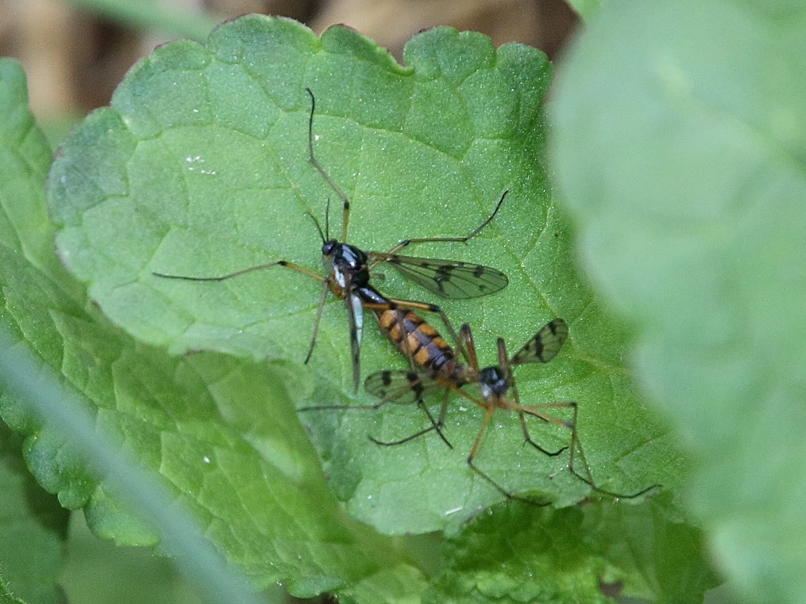 Afficher le média ptychoptera_contaminata1bd ptychoptera_contaminata1bd
