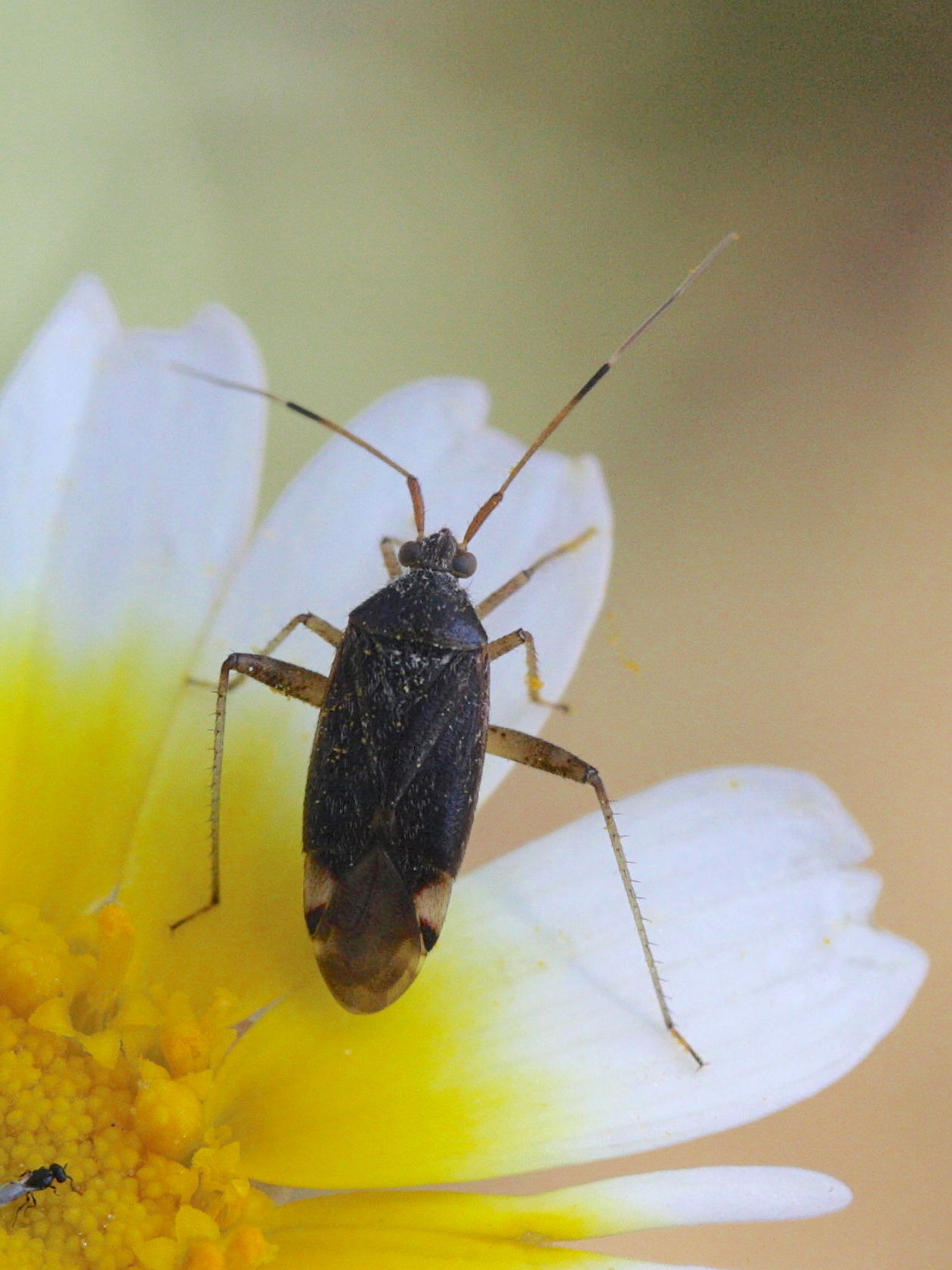 closterotomus_fulvomaculatus1md