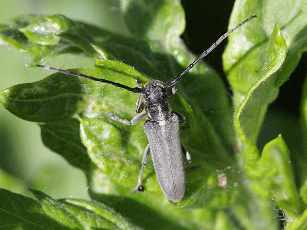 phytoecia_nigricornis1bd