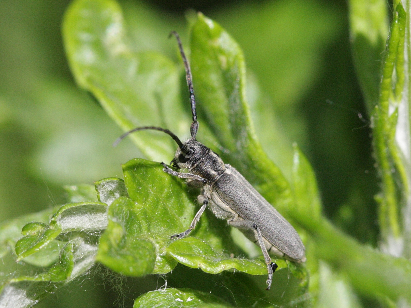 phytoecia_nigricornis2bd