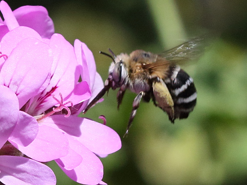 Afficher le média amegilla_quadrifasciata3bd amegilla_quadrifasciata3bd