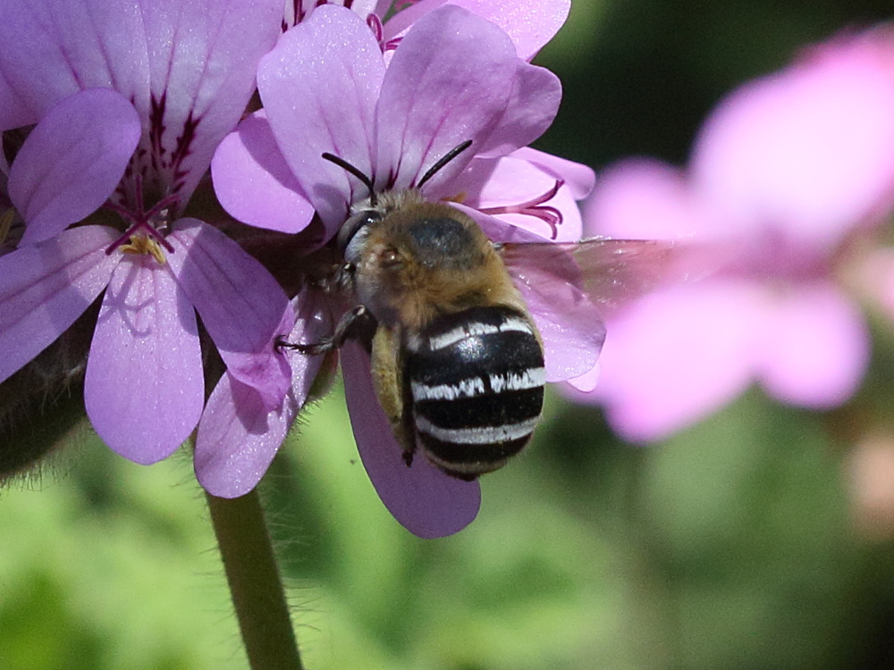 Afficher le média amegilla_quadrifasciata4bd amegilla_quadrifasciata4bd