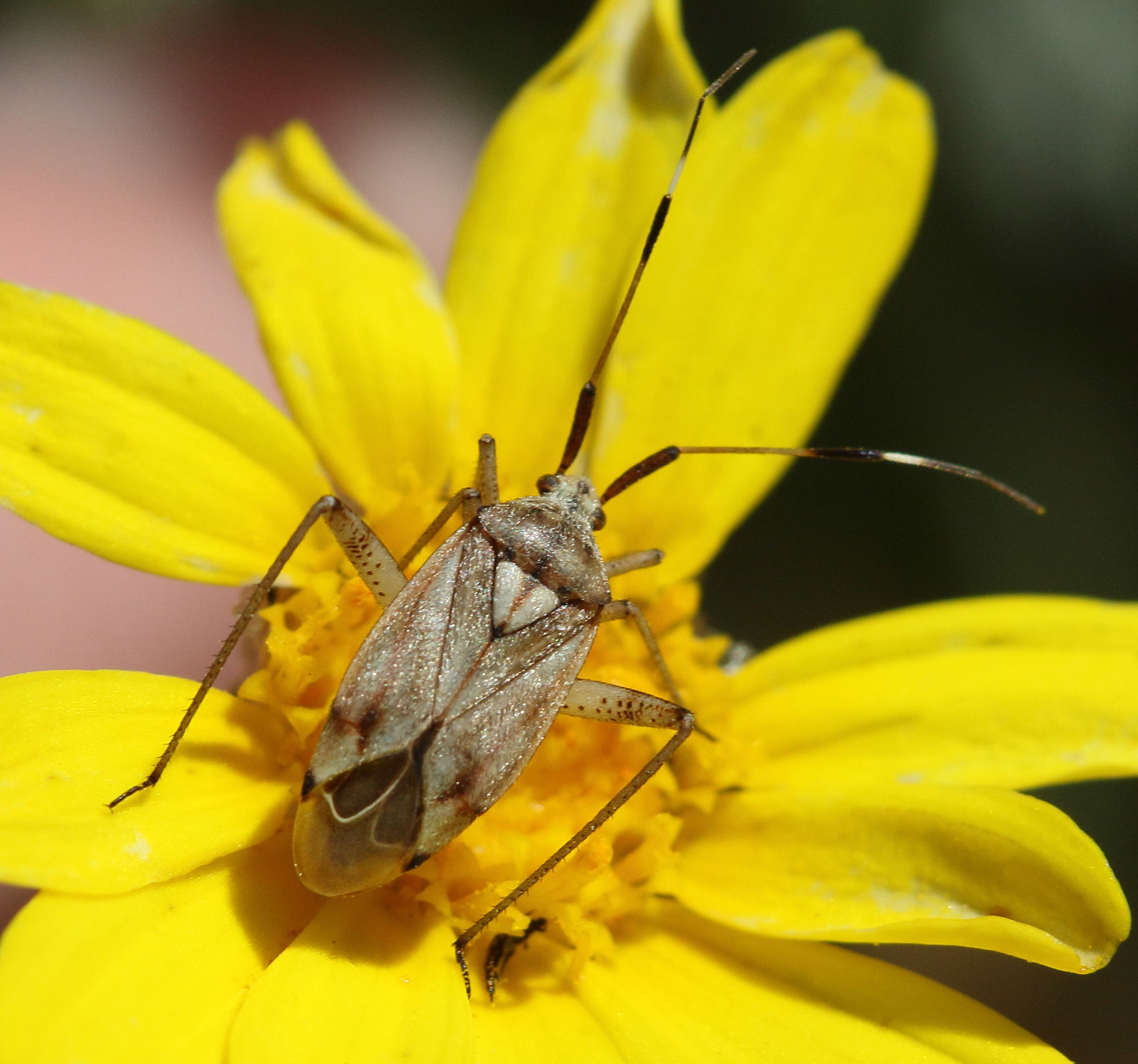 closterotomus_histrio_histrio3bd