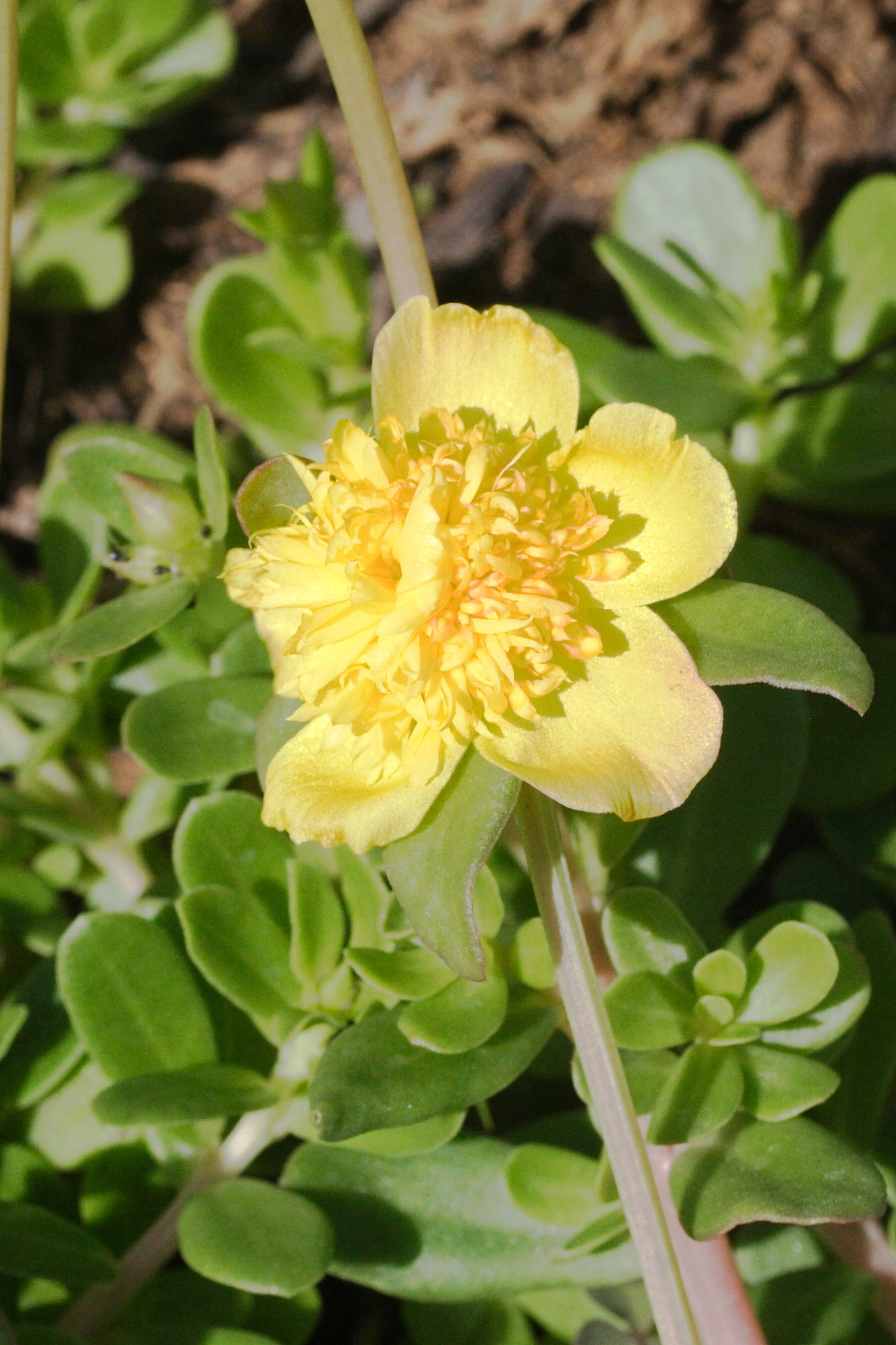 Afficher le média portulaca_grandiflora4md portulaca_grandiflora4md