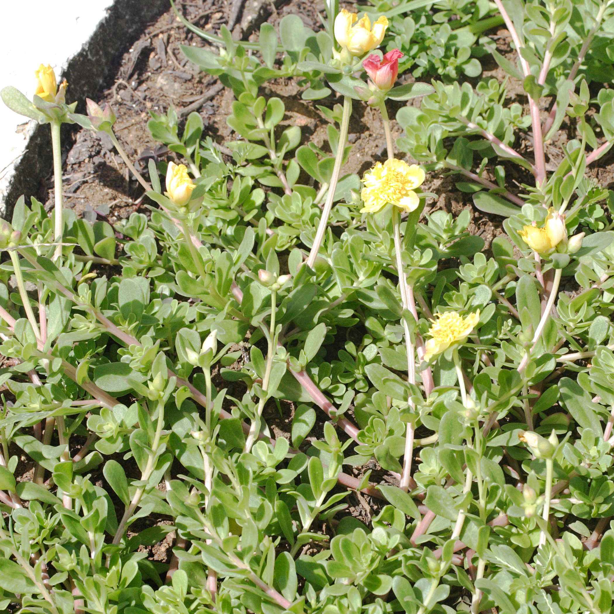 Afficher le média portulaca_grandiflora5md portulaca_grandiflora5md