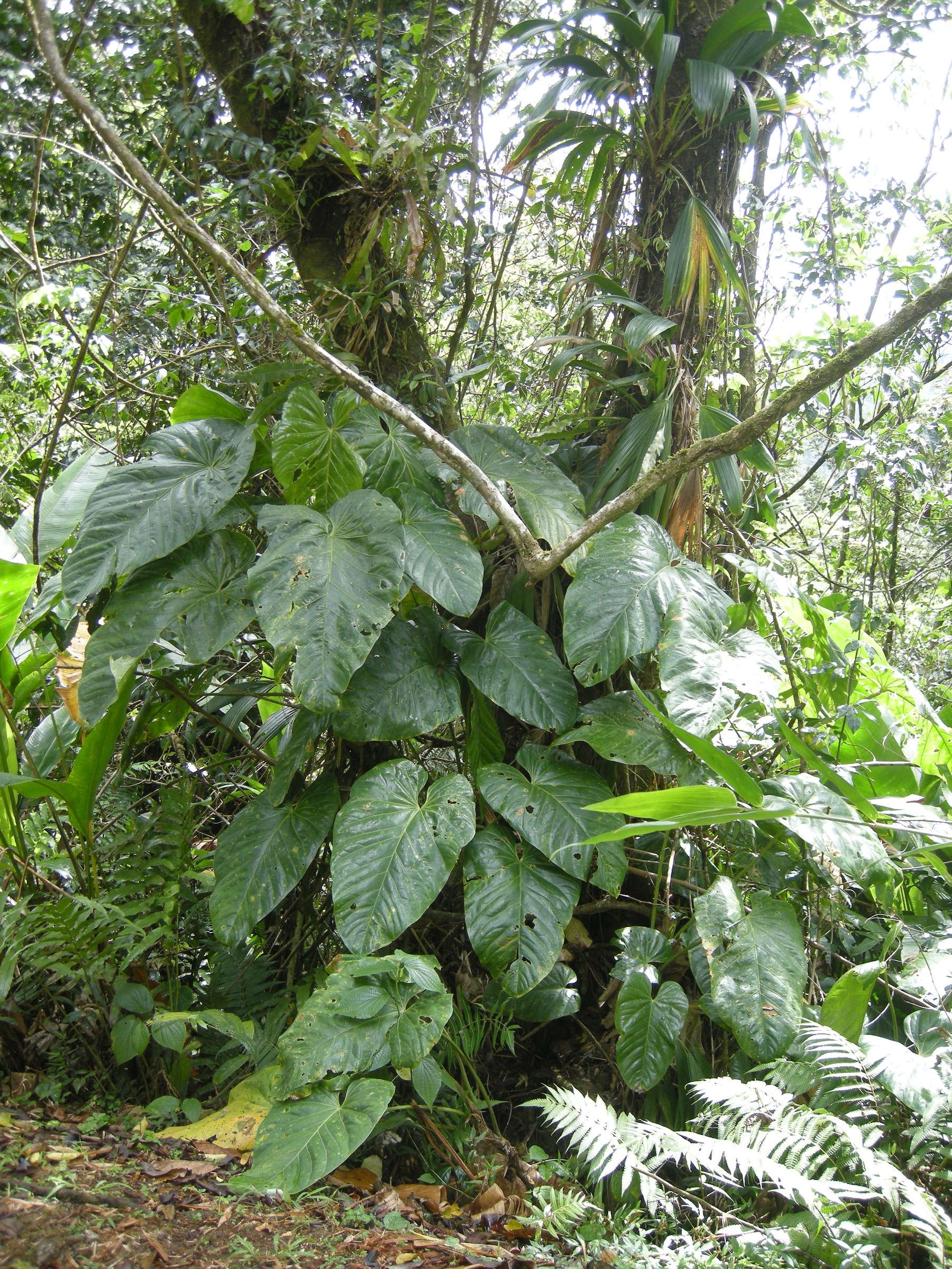 philodendron_giganteum7md