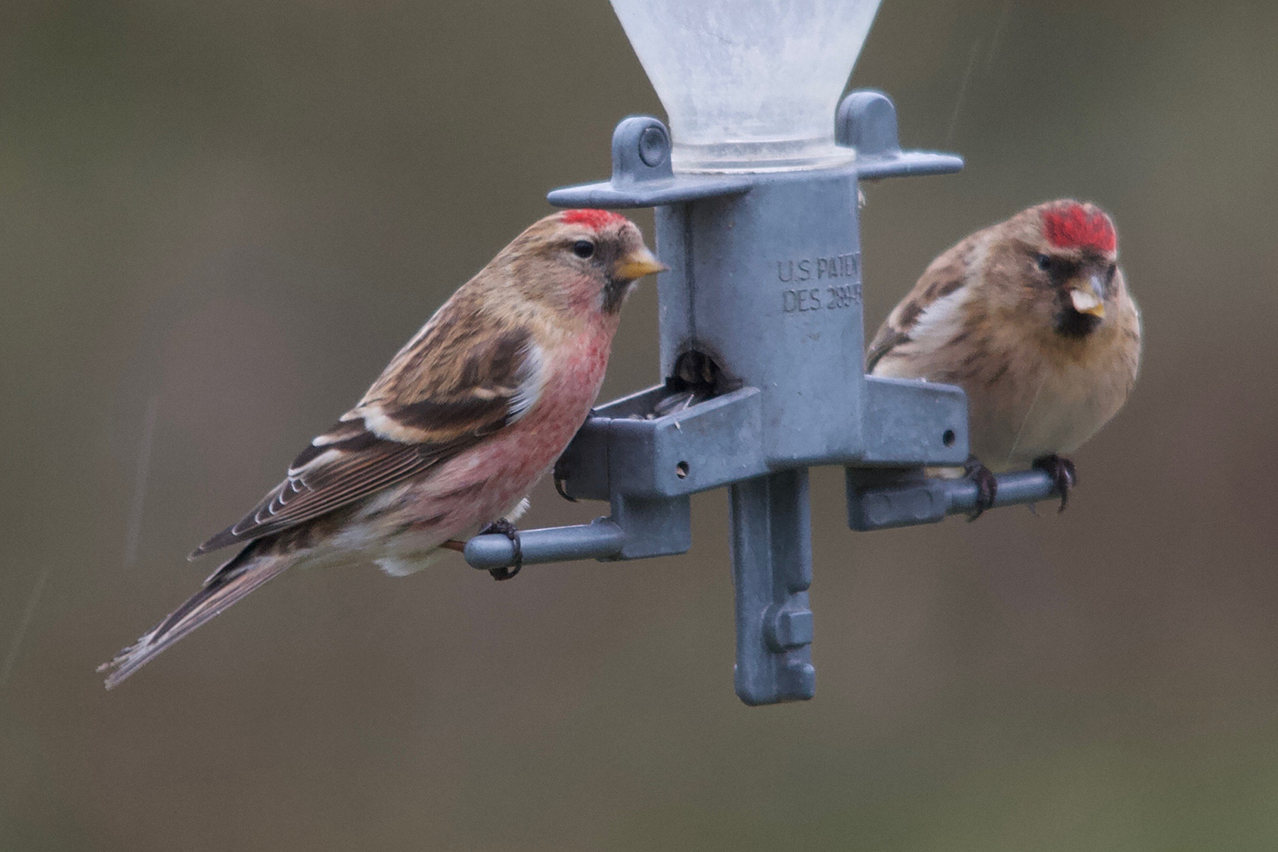 Afficher le média sizerin_cabaret_-_acanthis_cabaret5md sizerin_cabaret_-_acanthis_cabaret5md