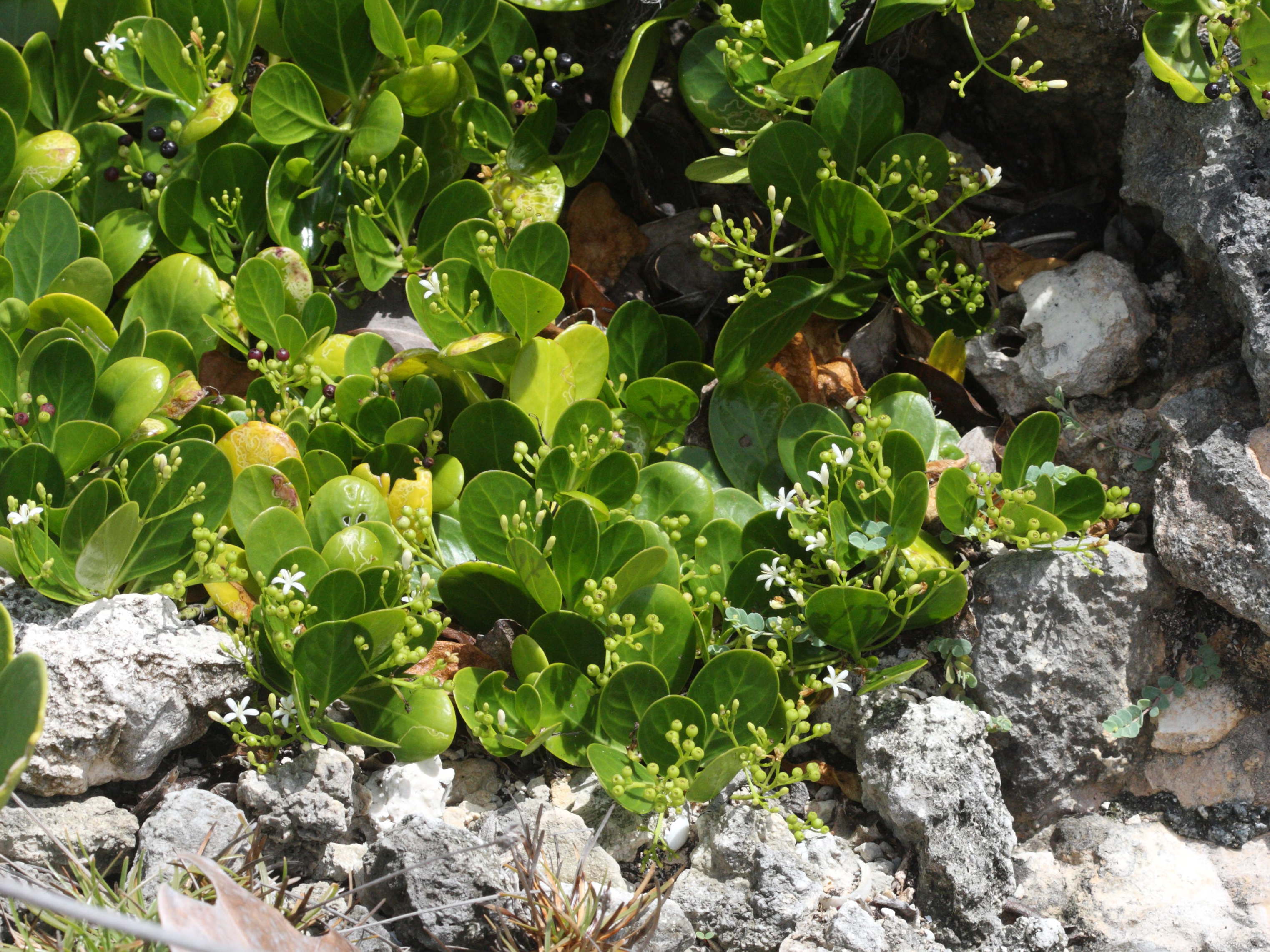 erithalis_odorifera5md