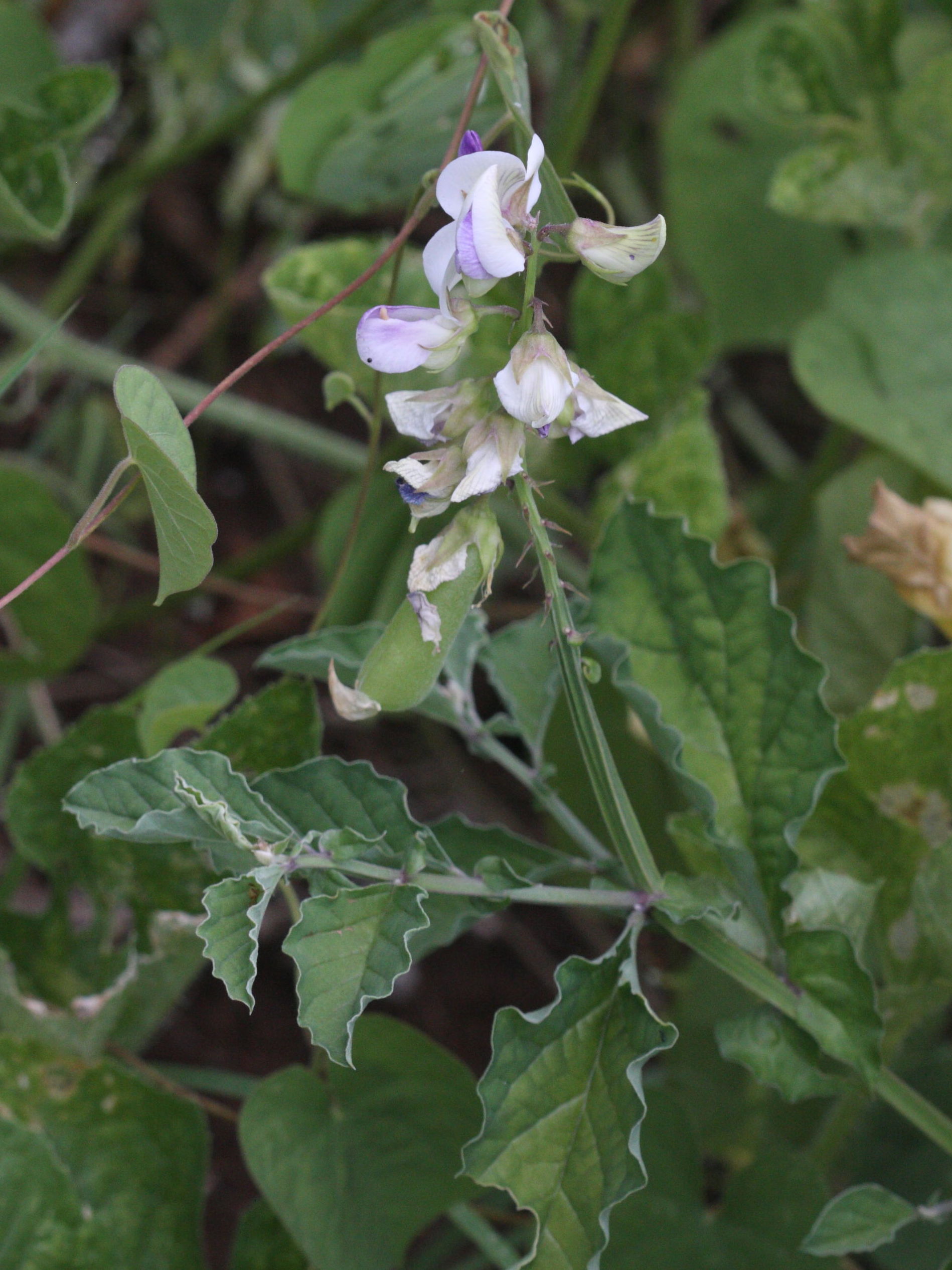 crotalaria_verrucosa3md