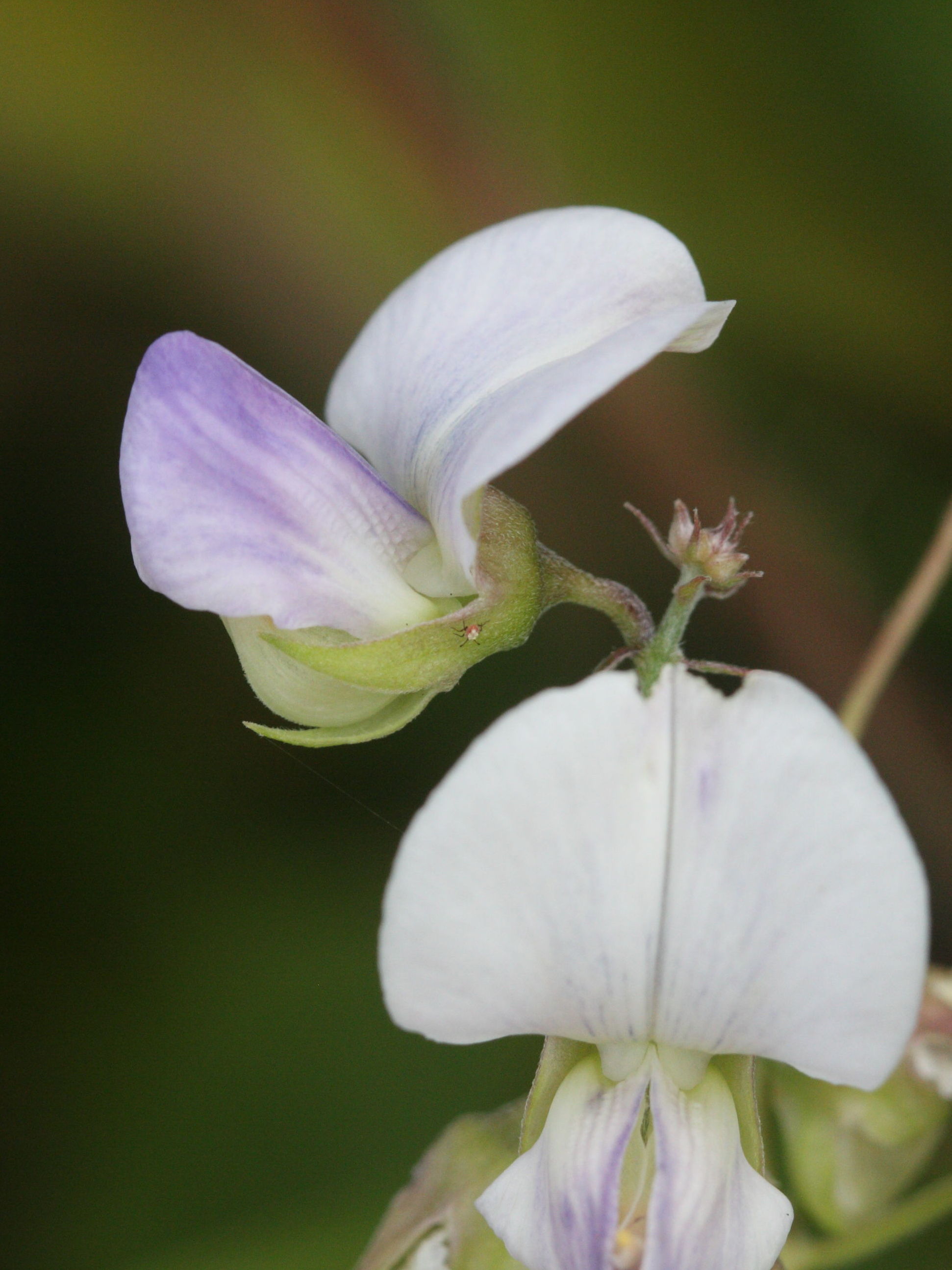 crotalaria_verrucosa4md