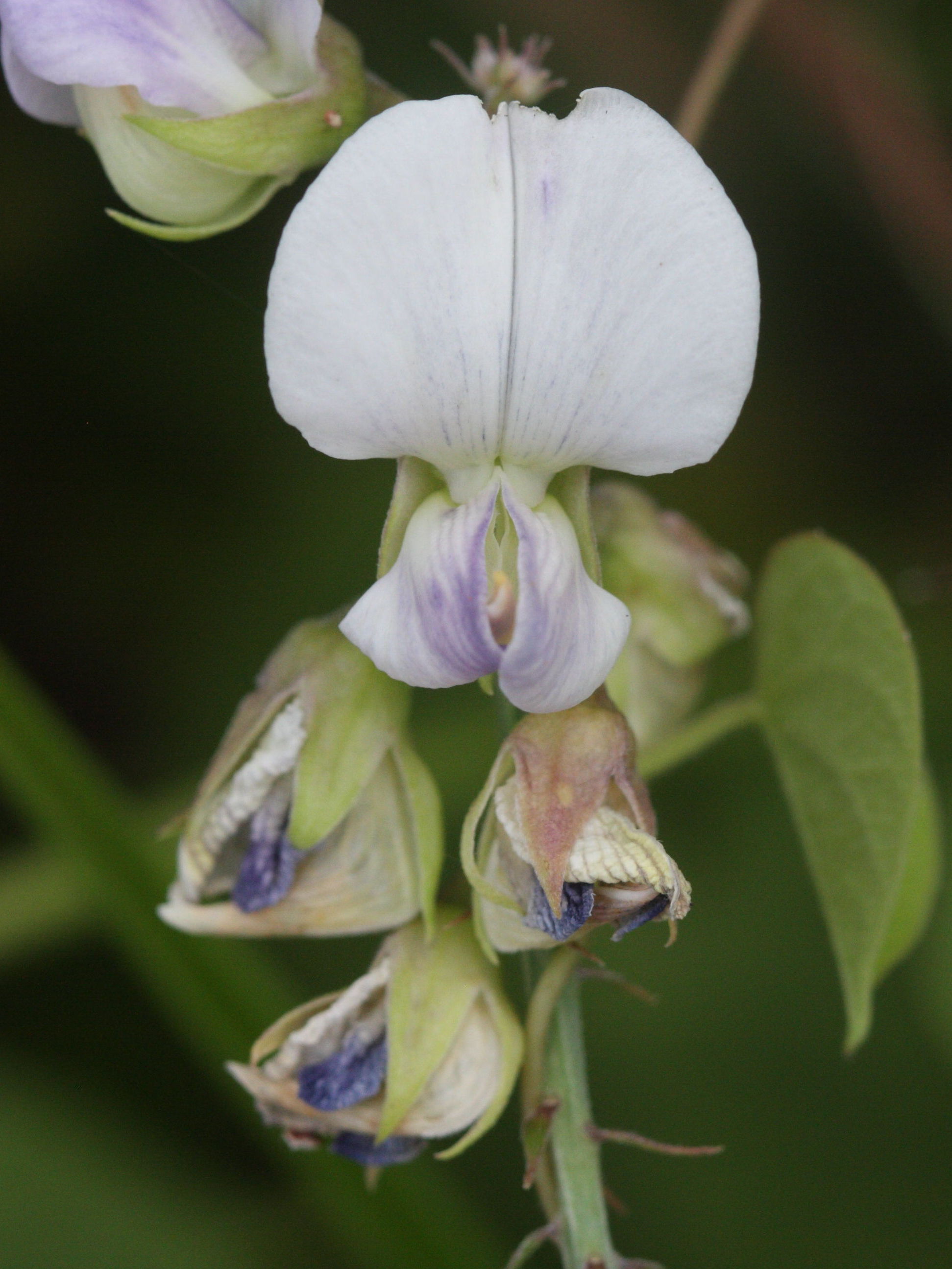 crotalaria_verrucosa5md