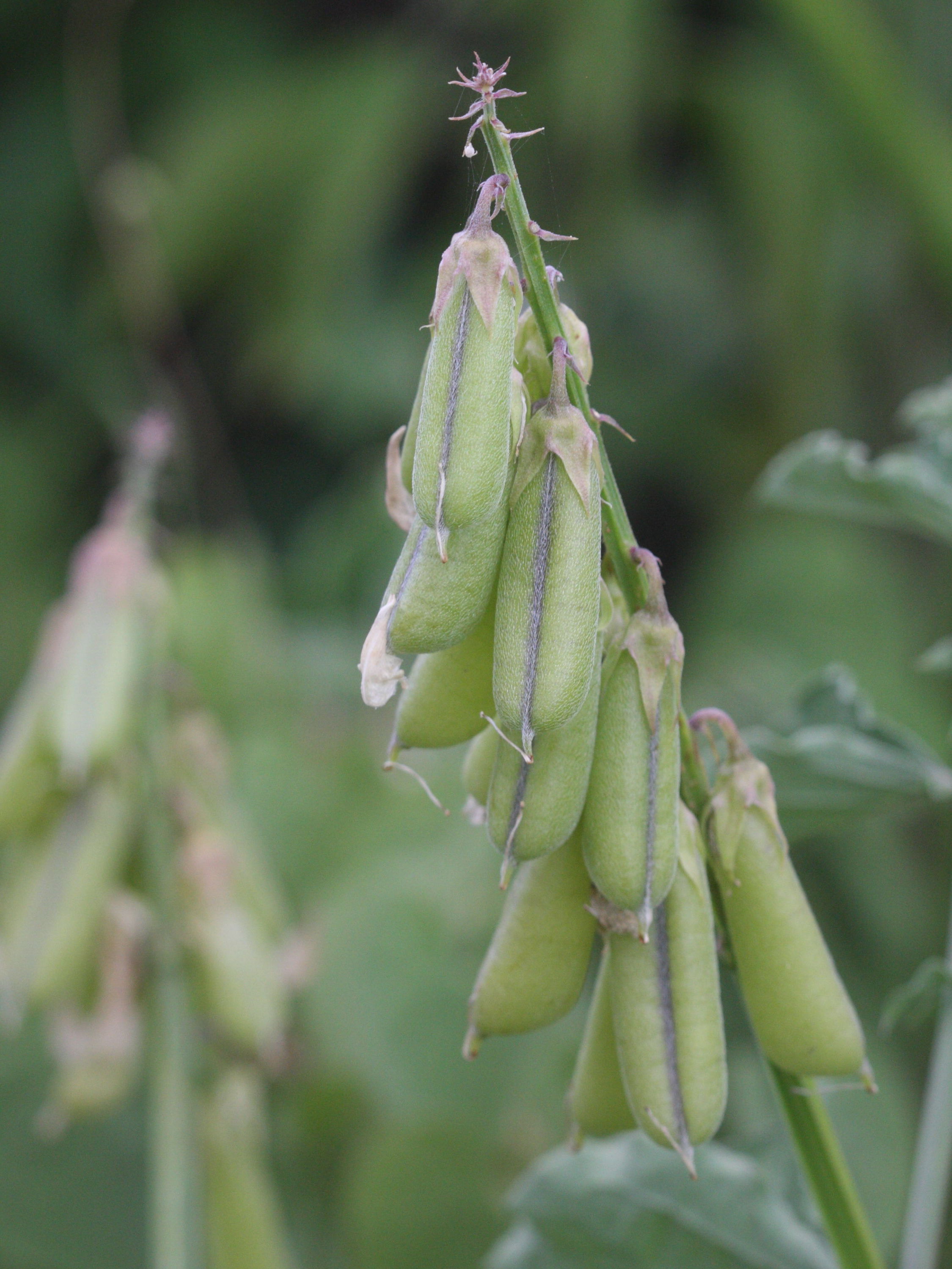 crotalaria_verrucosa6md