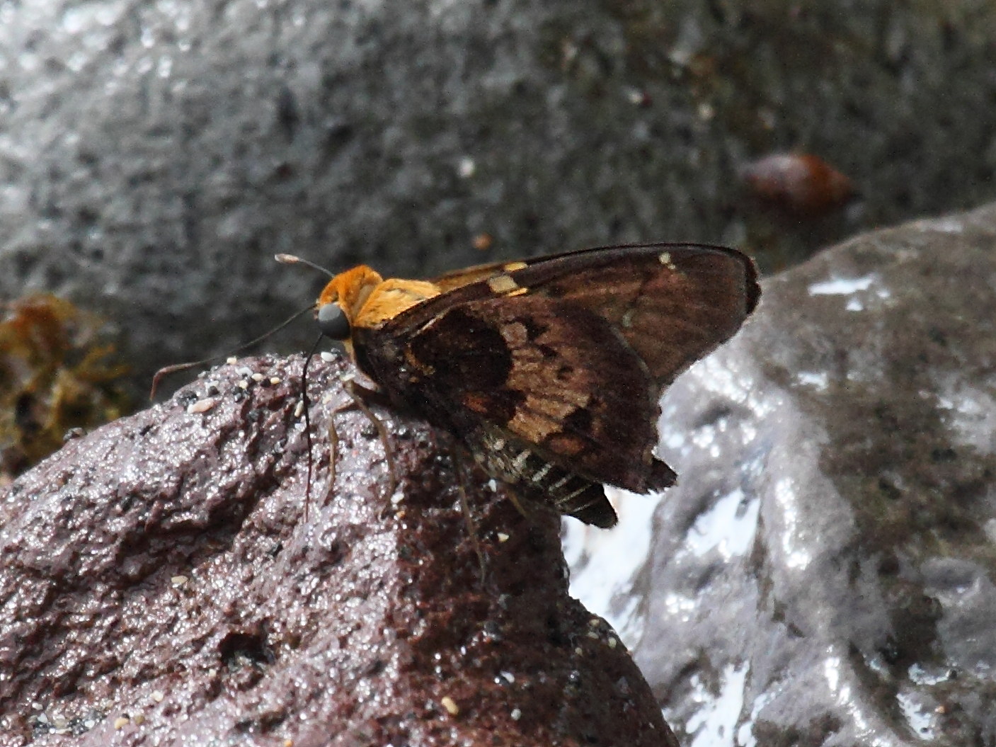 proteides_mercurius_angasi1bd