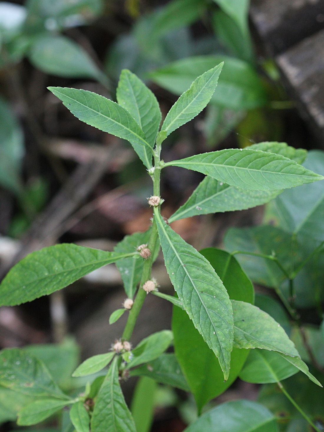 struchium_sparganophorum1md