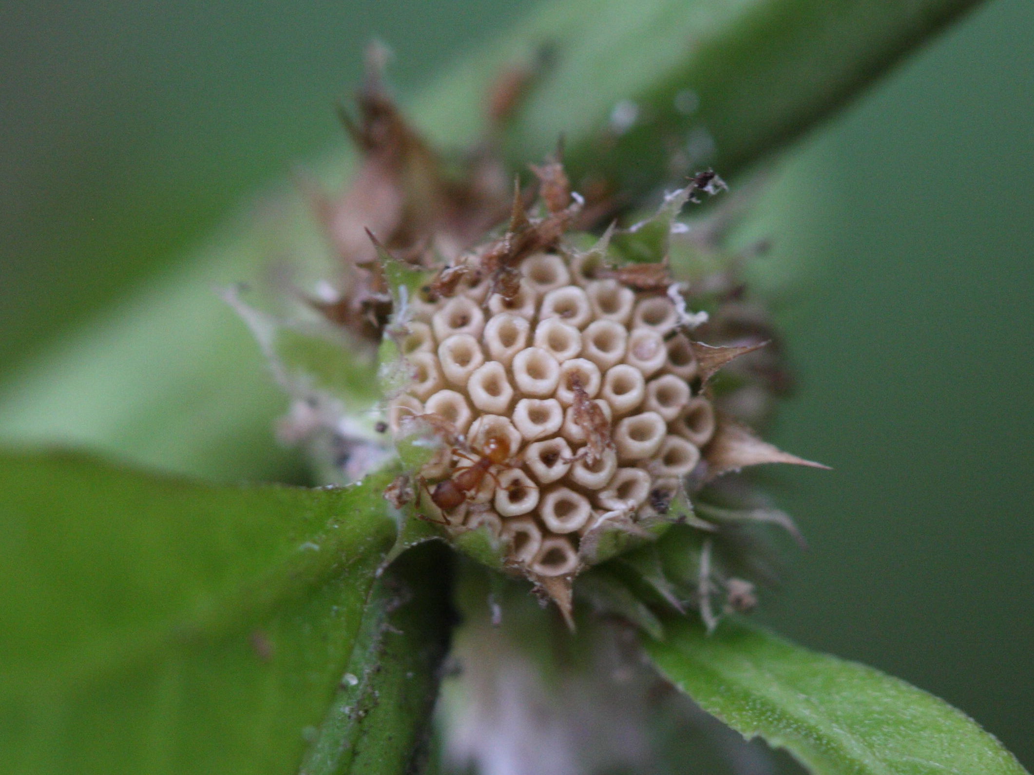 struchium_sparganophorum2md