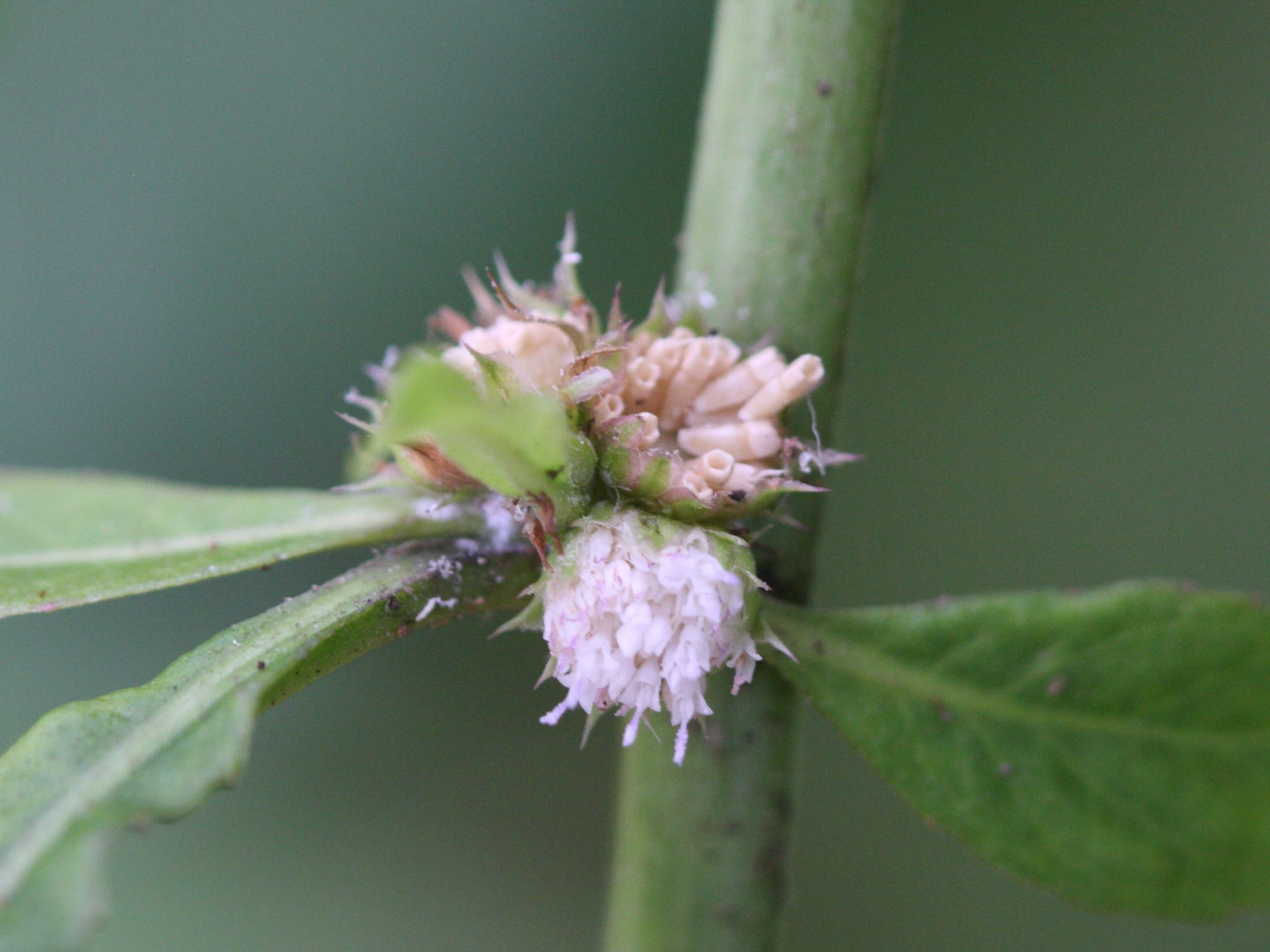 struchium_sparganophorum3md