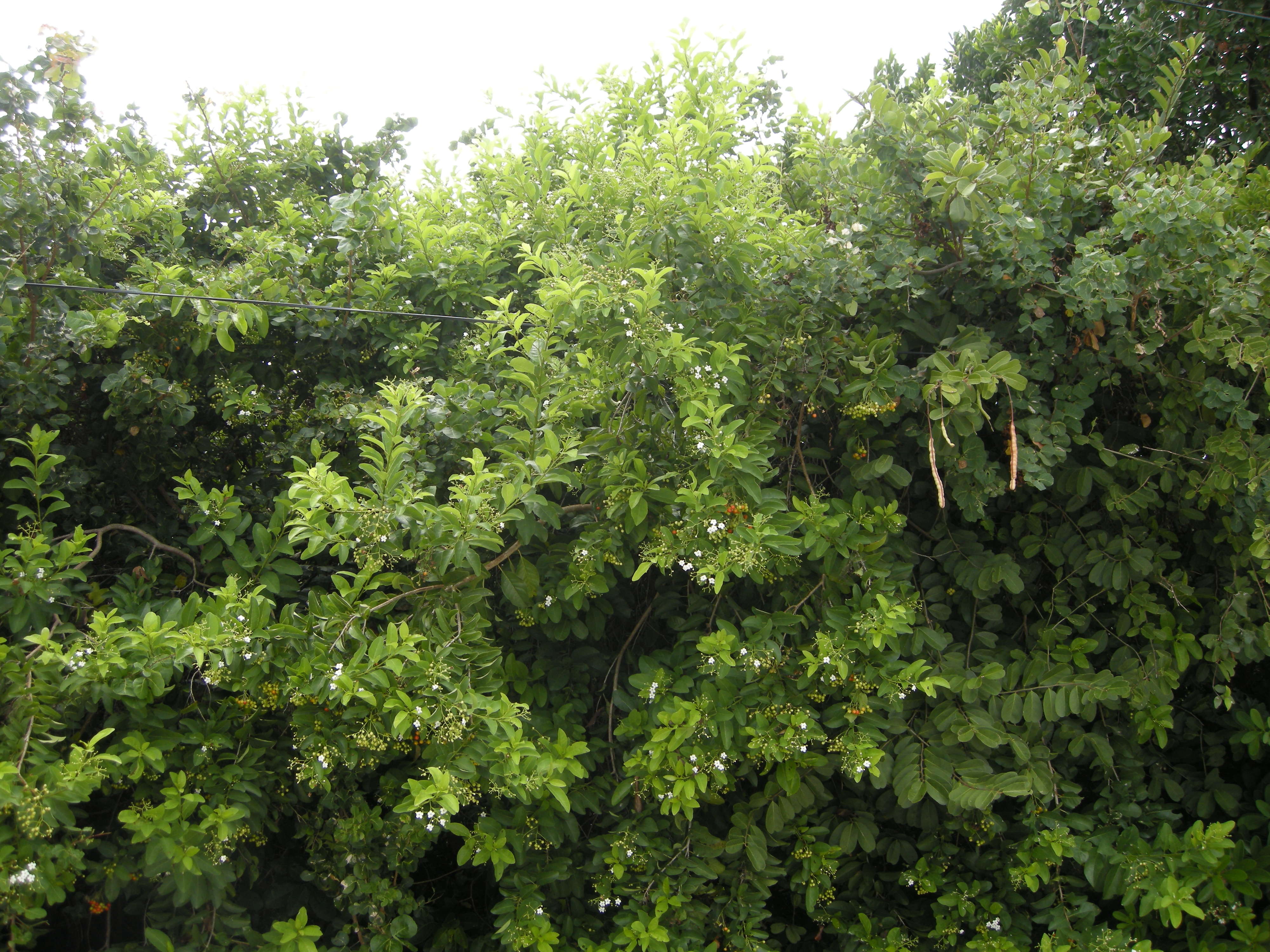 bourreria_succulenta1md