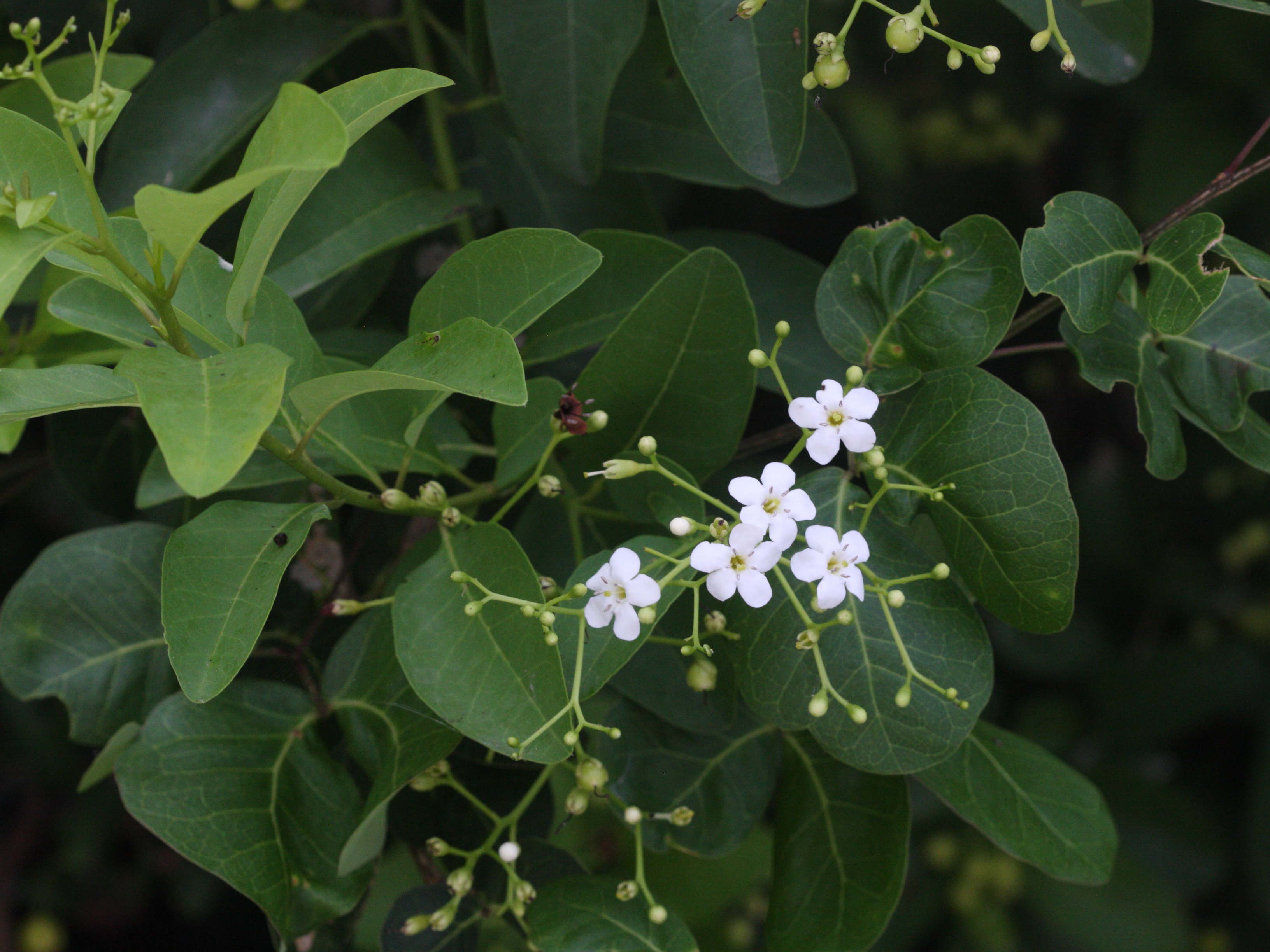 bourreria_succulenta2md