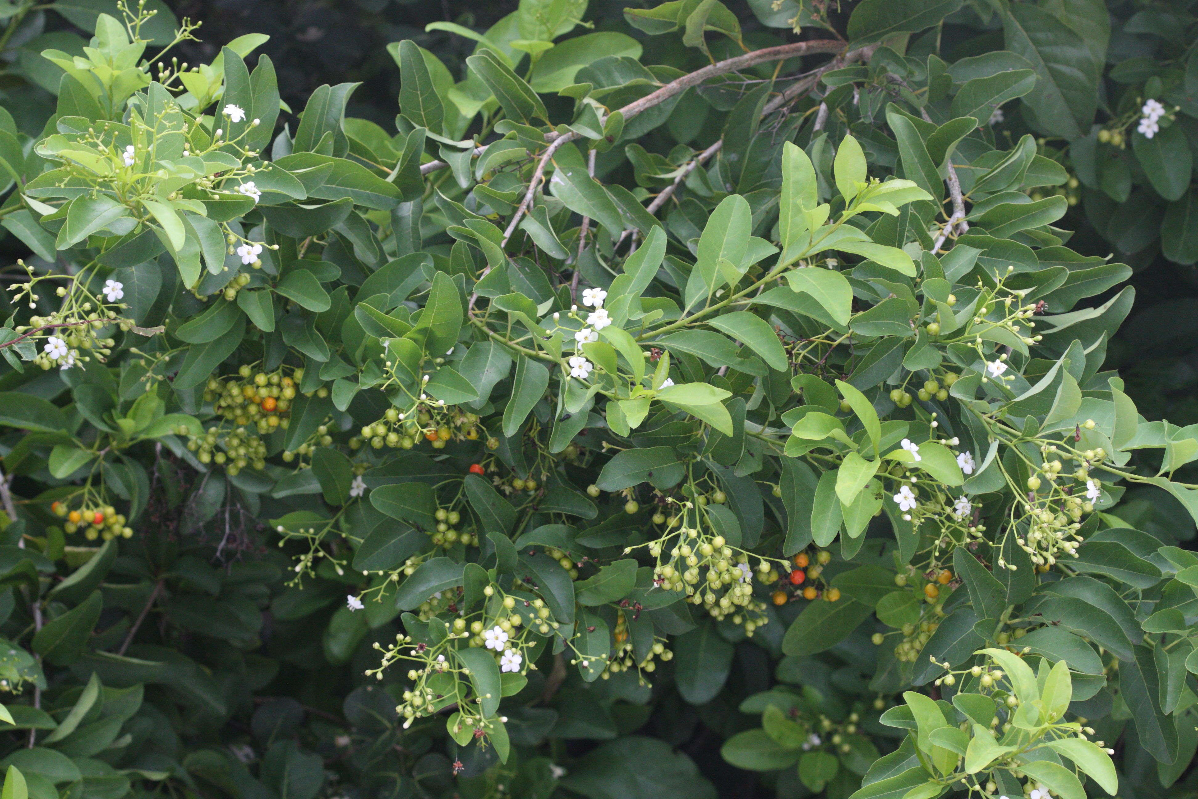 bourreria_succulenta3md