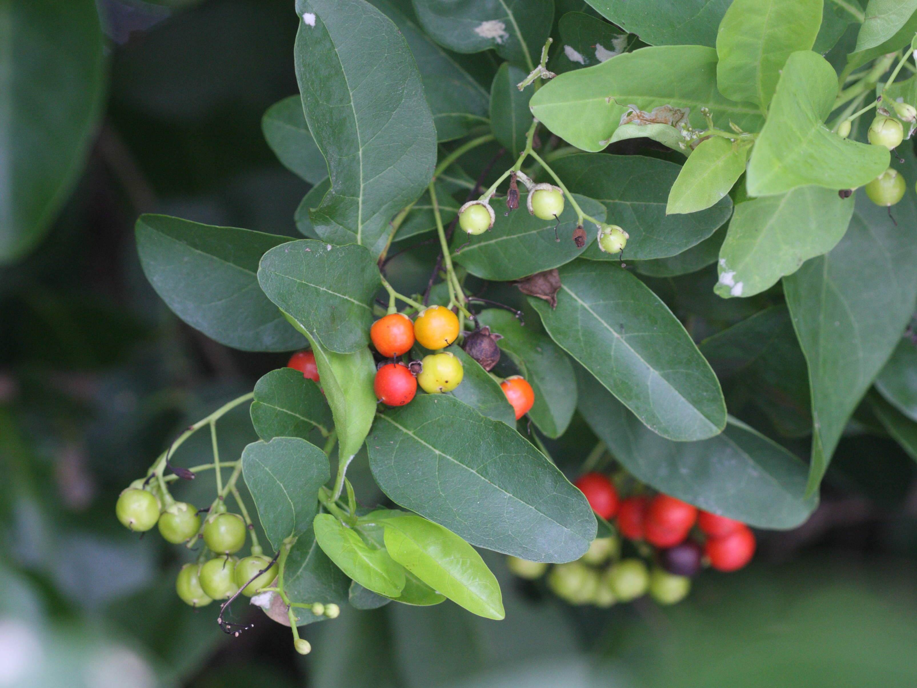 bourreria_succulenta4md