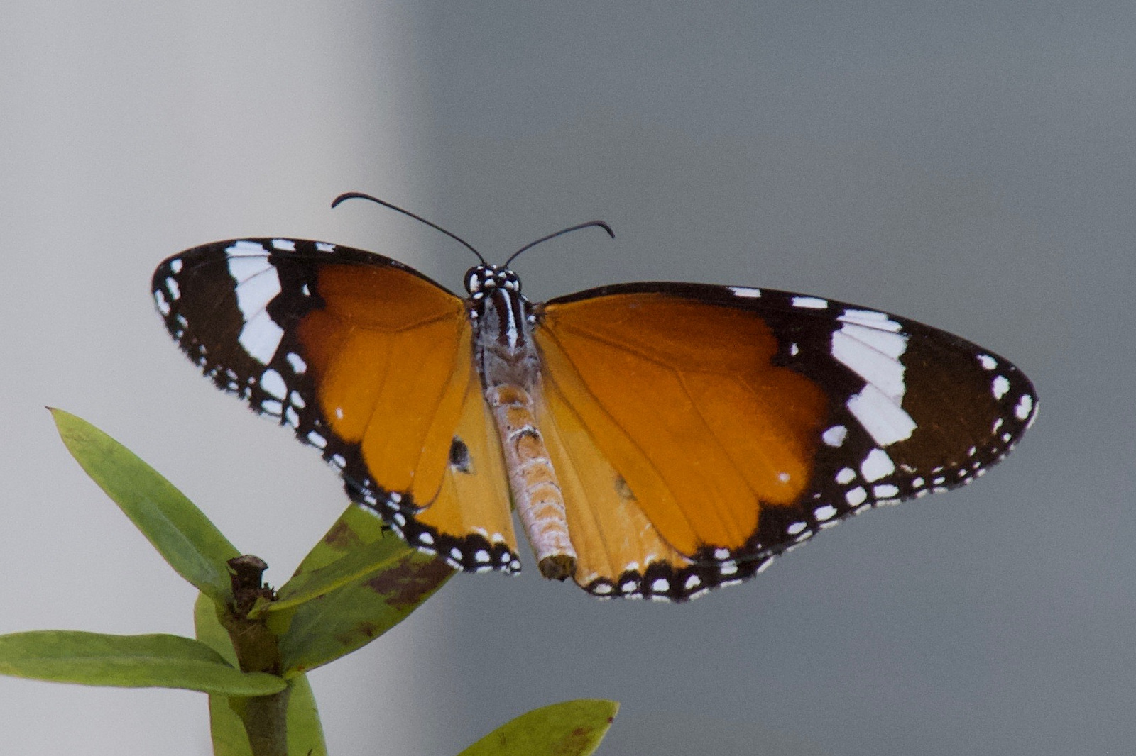 danaus_chrysippus8bd