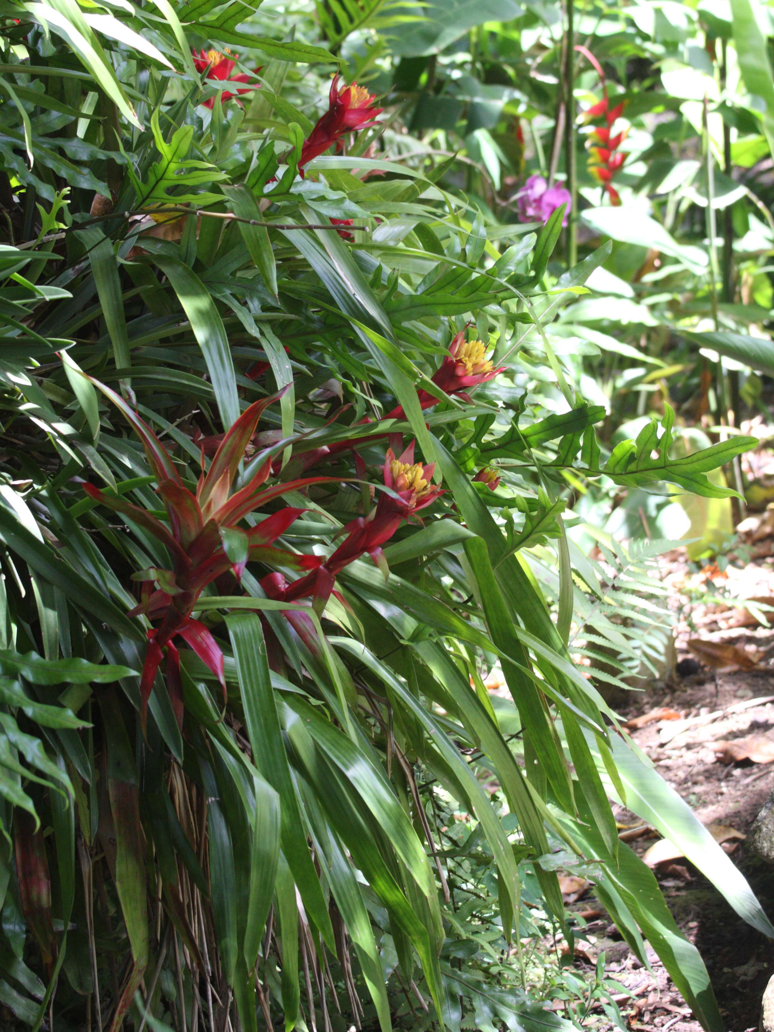 guzmania_lingulata1md